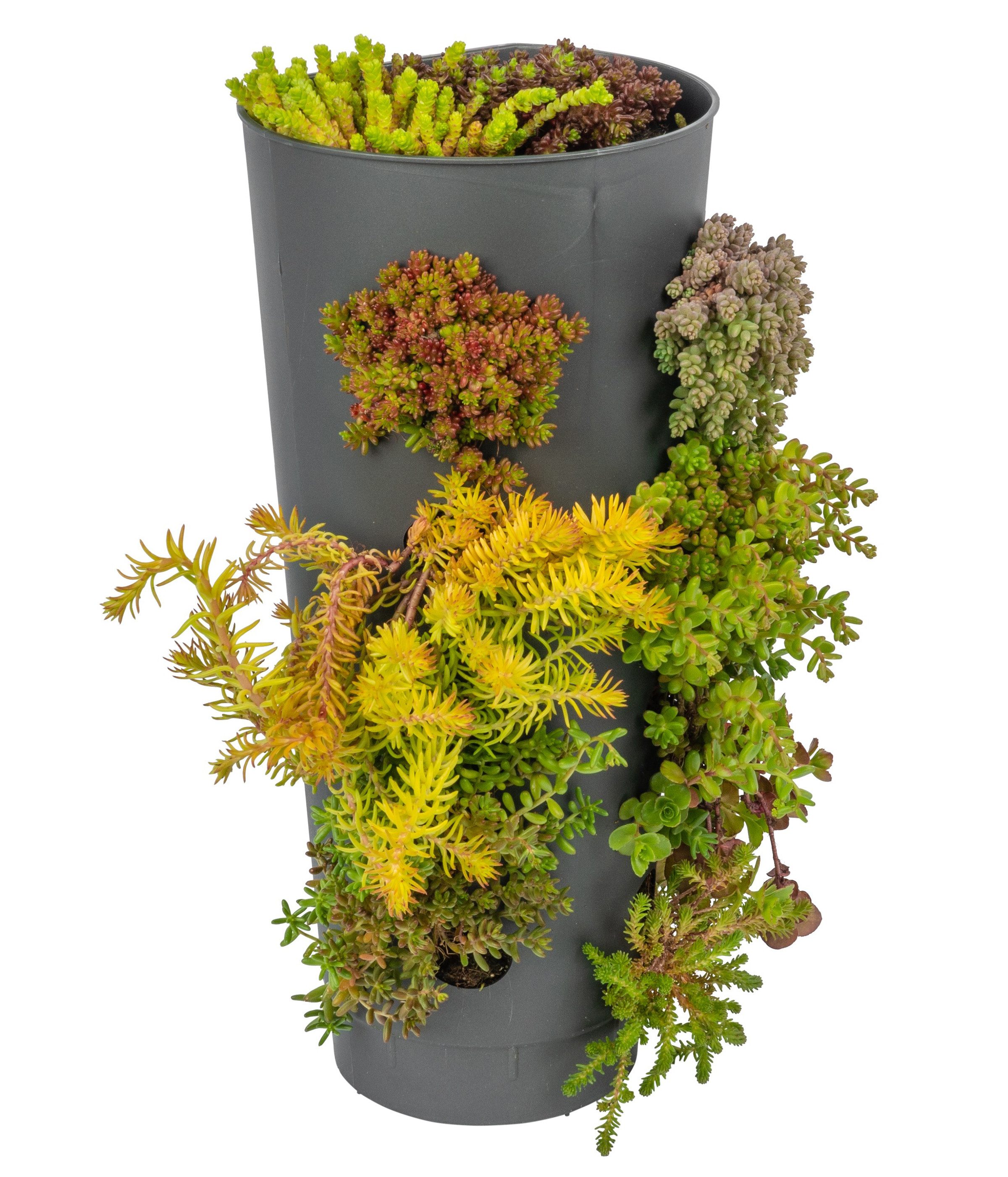 Dehner Staude Wandhänger mit Fetthenne, für vertikale Gärten, Höhe 60 cm, immergrünem Mauerpfeffer im Pflanzgefäß, fertig bepflanzt
