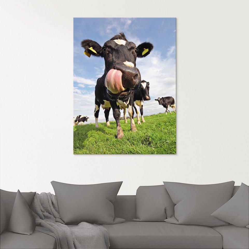 Artland Glasbild Holstein-Kuh mit gewaltiger Zunge, Haustiere (1 St), in verschiedenen  Größen