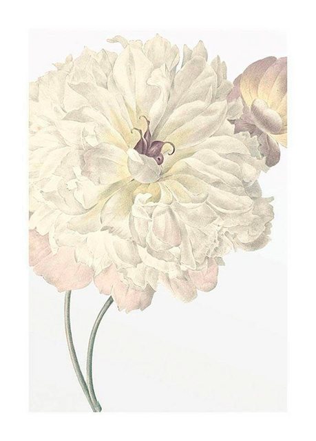 Komar Poster »Illustration Dahlia«, Blumen, Höhe: 70cm-Otto