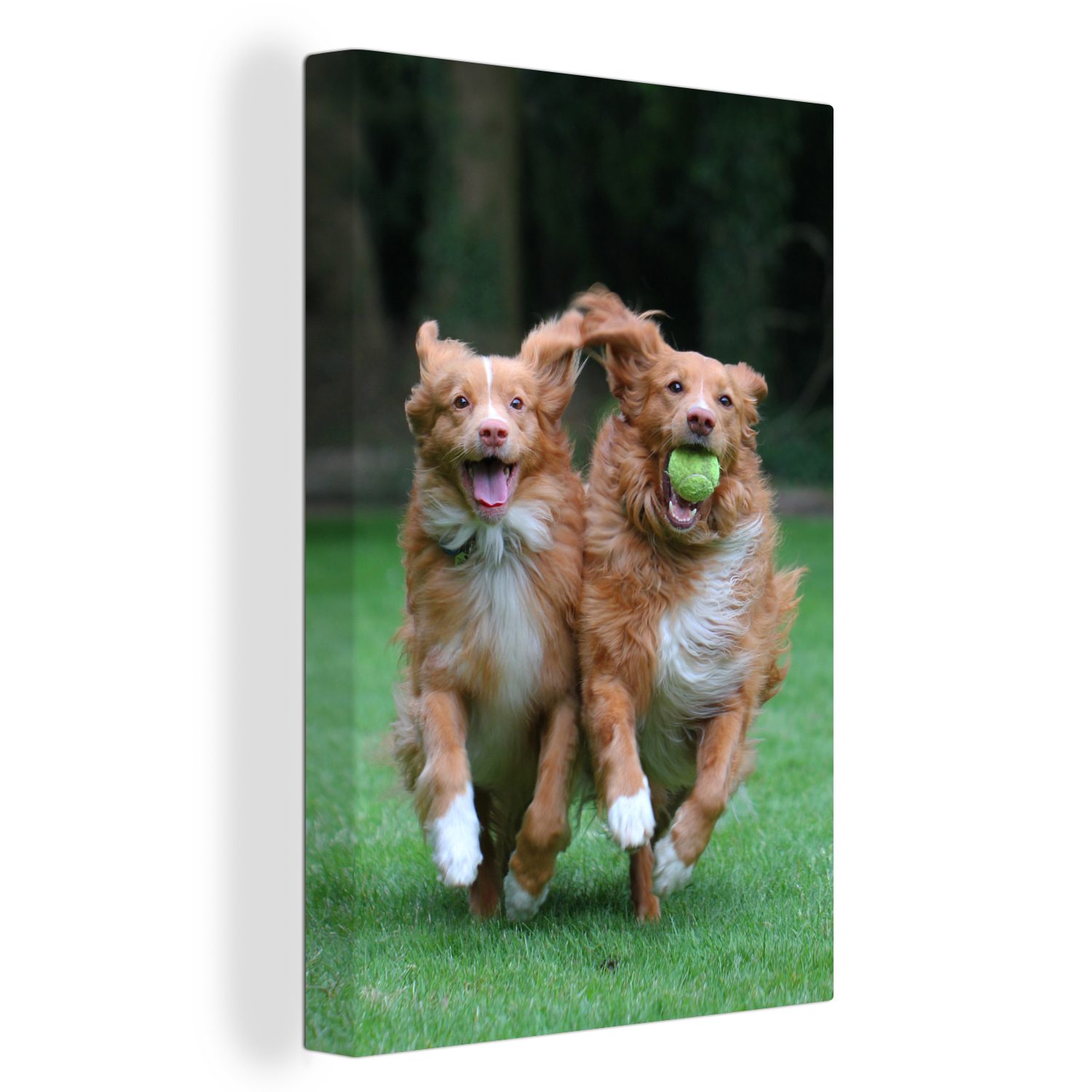 bespannt spielen fertig Leinwandbild St), (1 Hunde mit inkl. cm 20x30 Zackenaufhänger, Gemälde, Leinwandbild Ball, OneMillionCanvasses® Zwei