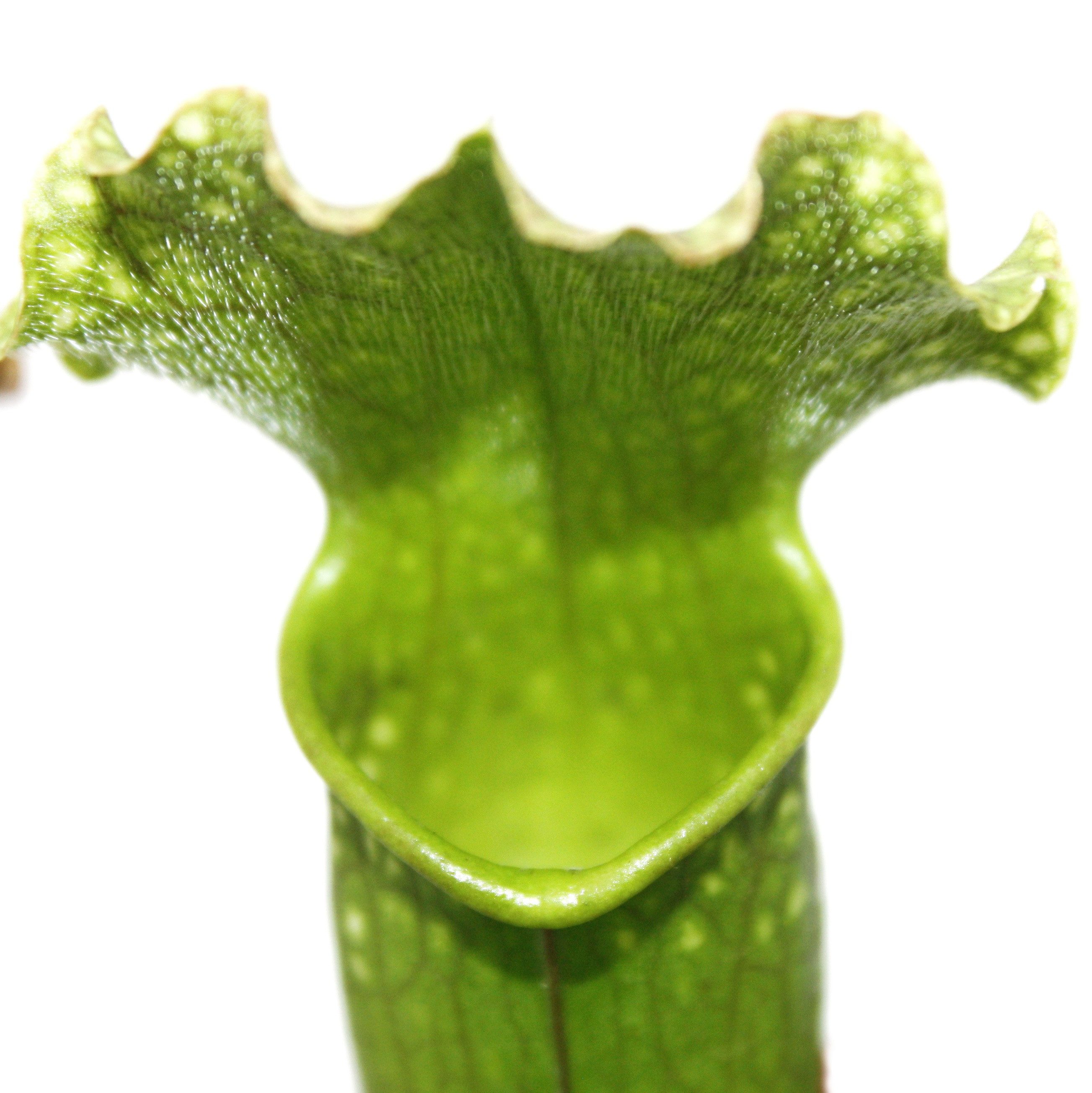 Exotenherz Zimmerpflanze Schlauchpflanze - Sarracenia - Überraschungssorte - 9cm Topf