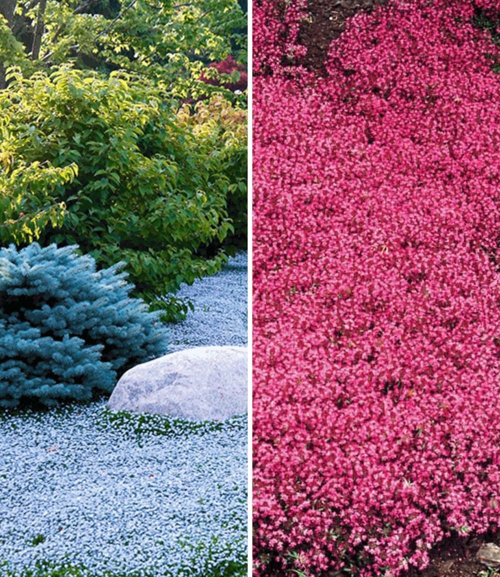 BALDUR Garten Bodendecker Bodendecker-Kollektion rot und blau, 6 St., Bodendecker-thymian, winterhart, mehrjährig, pflegeleicht