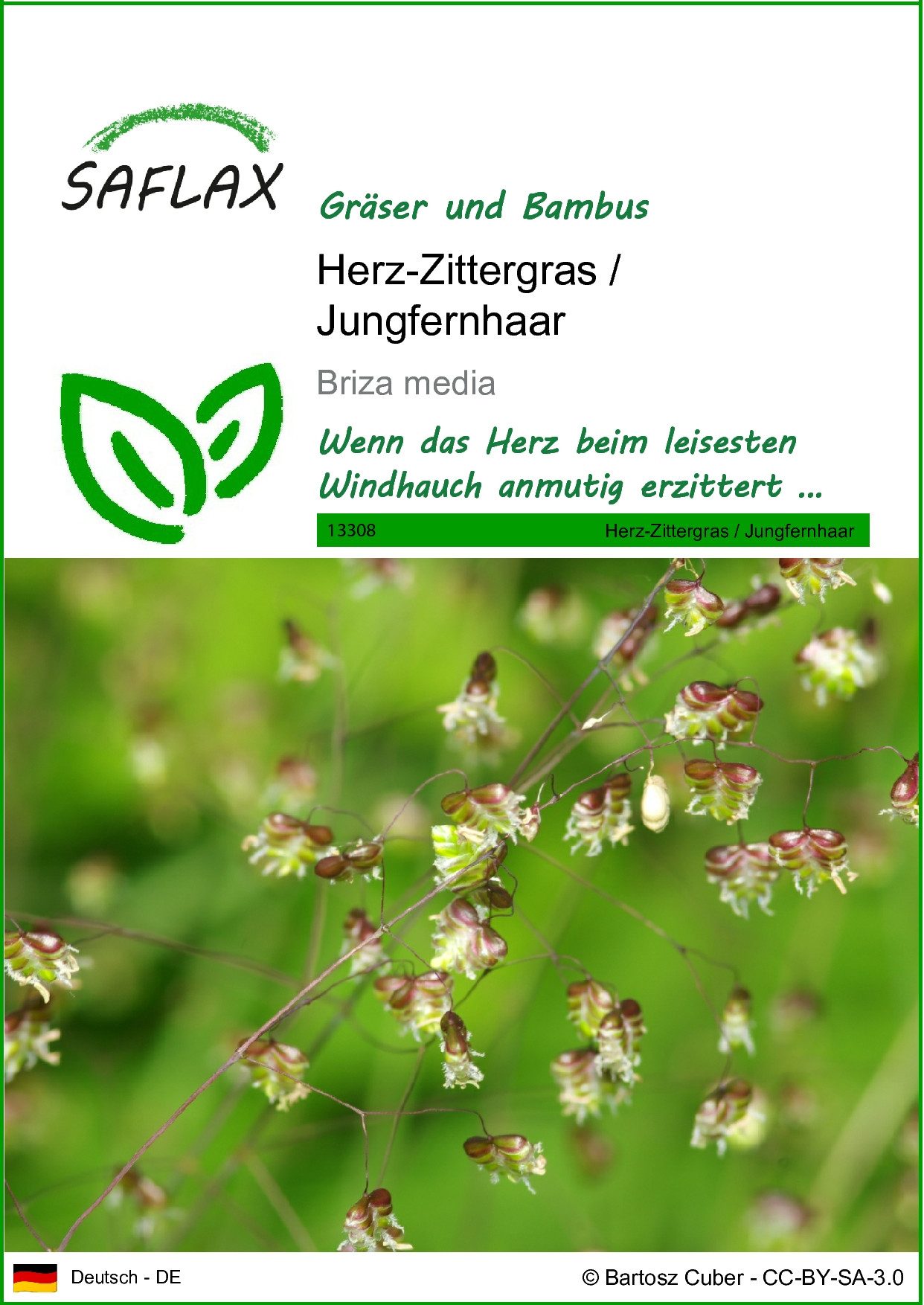 SAFLAX Blumensamen SAFLAX - Samen - Herz-Zittergras / Jungfernhaar