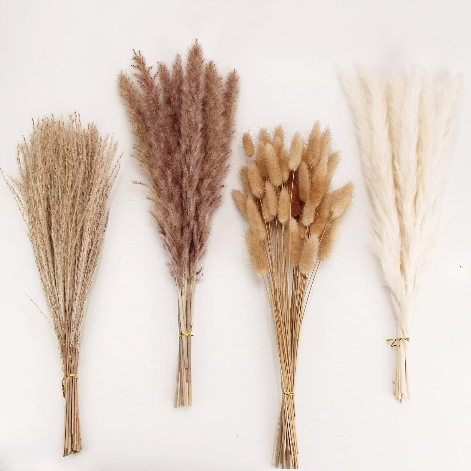 Trockenblume Pampasgras Trockenblumen Deko, 100 Stück Pampasgras Getrocknet günstig online kaufen
