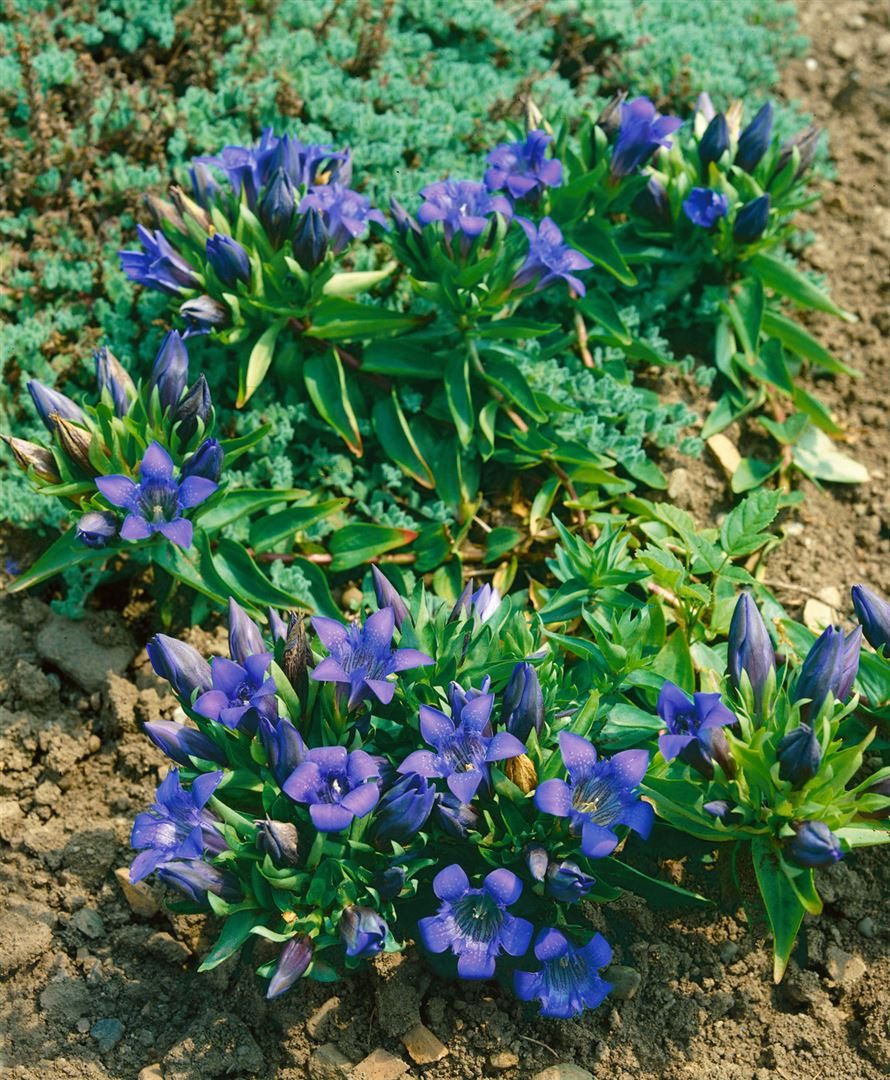 Pflanzen für Dich Staude Gentiana sept. var.lagodechiana, 1 St., Siebengestirn-Enzian, Kaukasus-Enzian