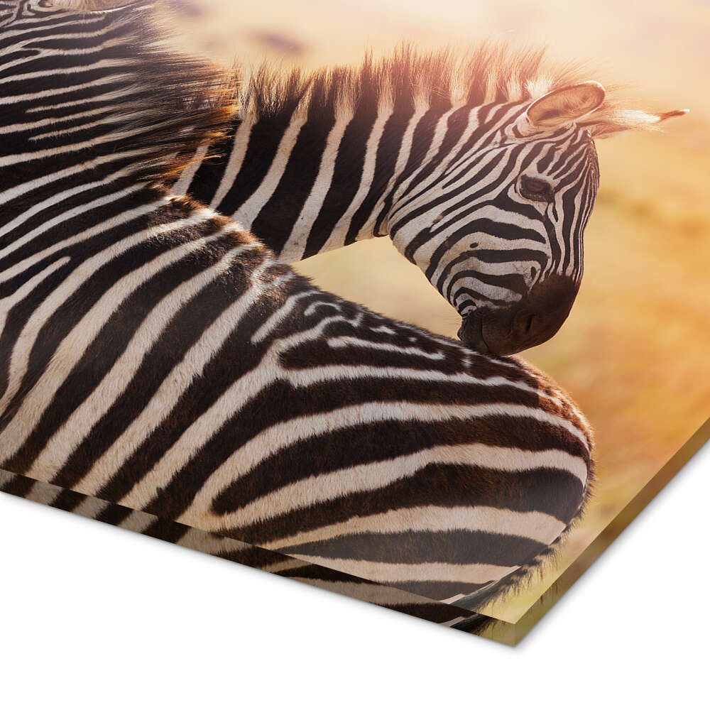 Posterlounge Wandbild Zebrastute mit Fohlen, Kenia, Editors Choice, erhältlich als Poster, Leinwandbild, Wandsticker oder Acrylglasbild