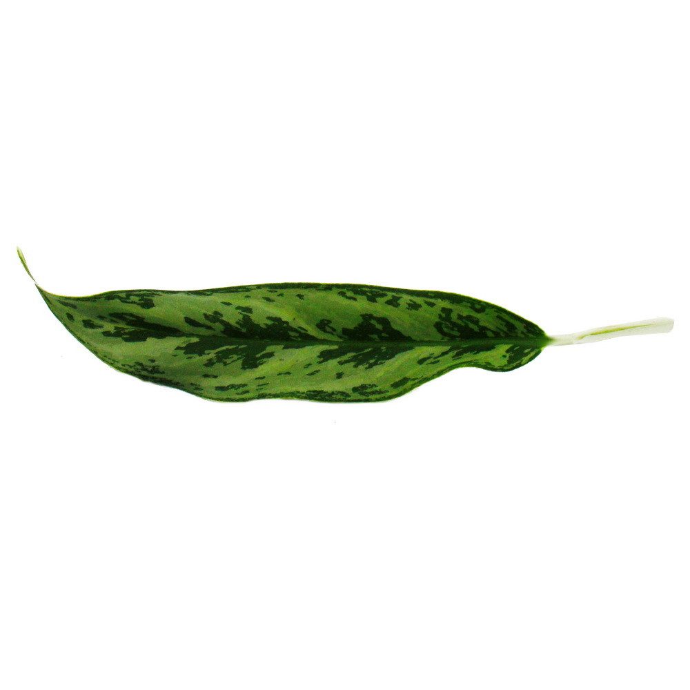Exotenherz Zimmerpflanze Aglaonema Buntblättriger Kolbenfaden Ausgefallene Sorten 12cm
