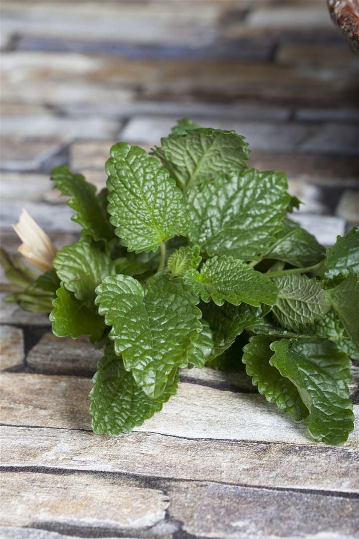 Pflanzen für Dich Staude Melissa officinalis, 1 St., Zitronenmelisse, Melisse