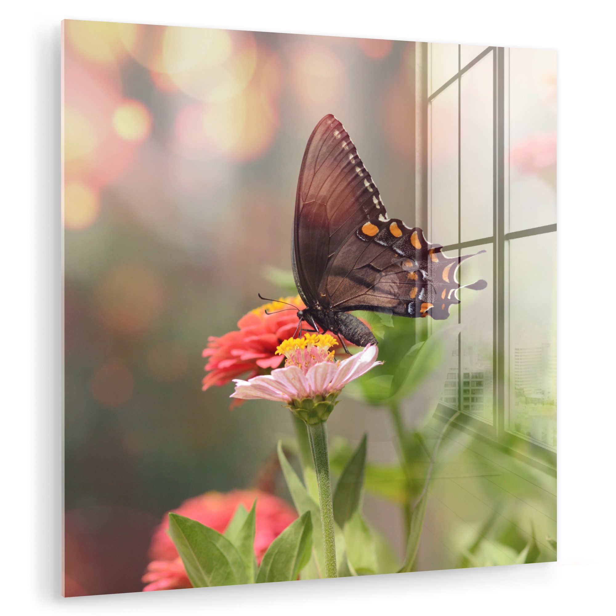 MuchoWow Acrylglasbild Blumen - Schmetterling - günstig online kaufen