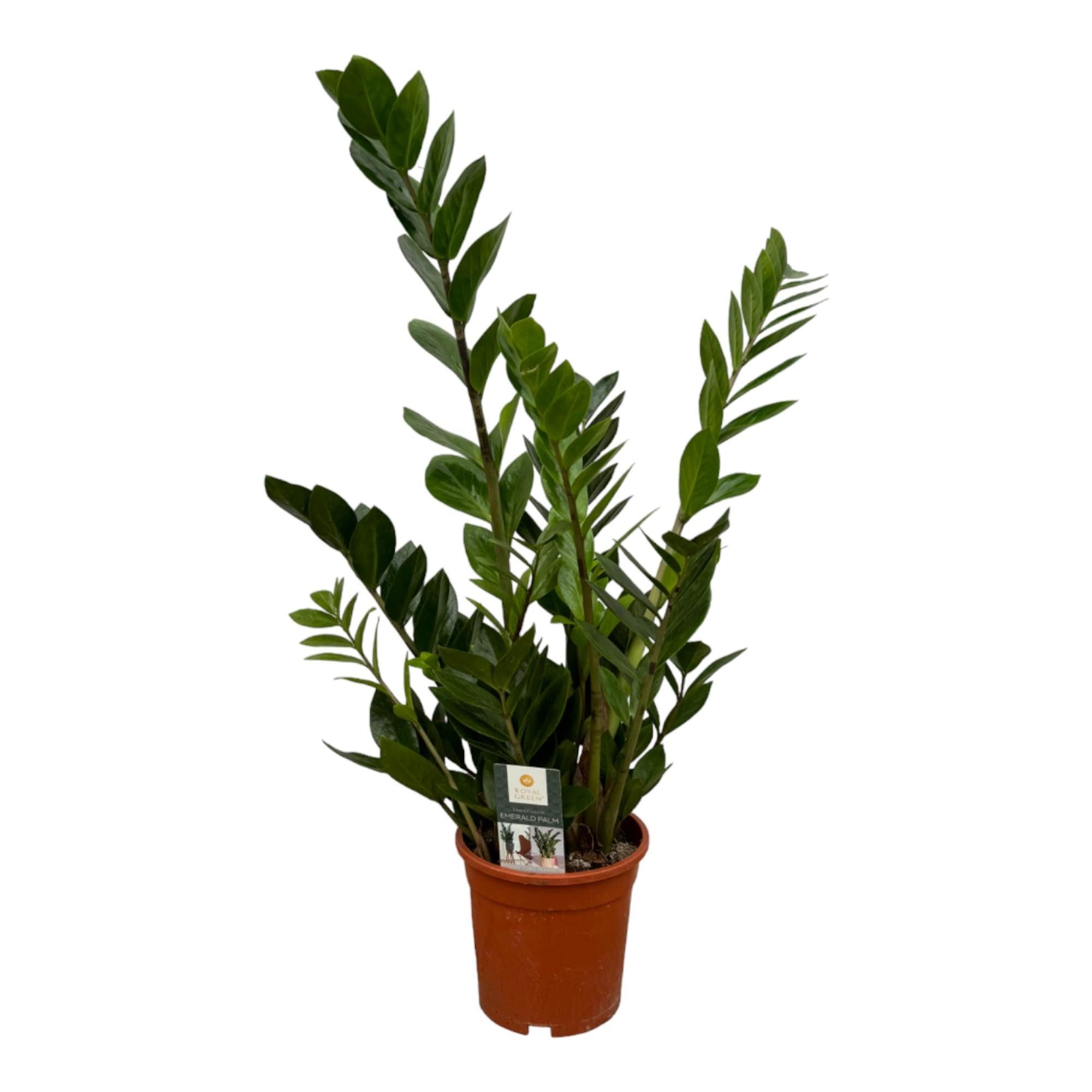 Florora Zimmerpflanze Zamioculcas – Glücksfeder – 75 cm – Topf 17 cm