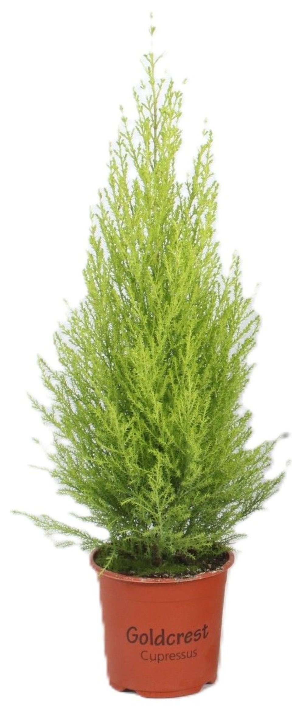 meinvipshop Zimmerpflanze Zypresse 60cm Cupressus macrocarpa Goldcrest Wilma