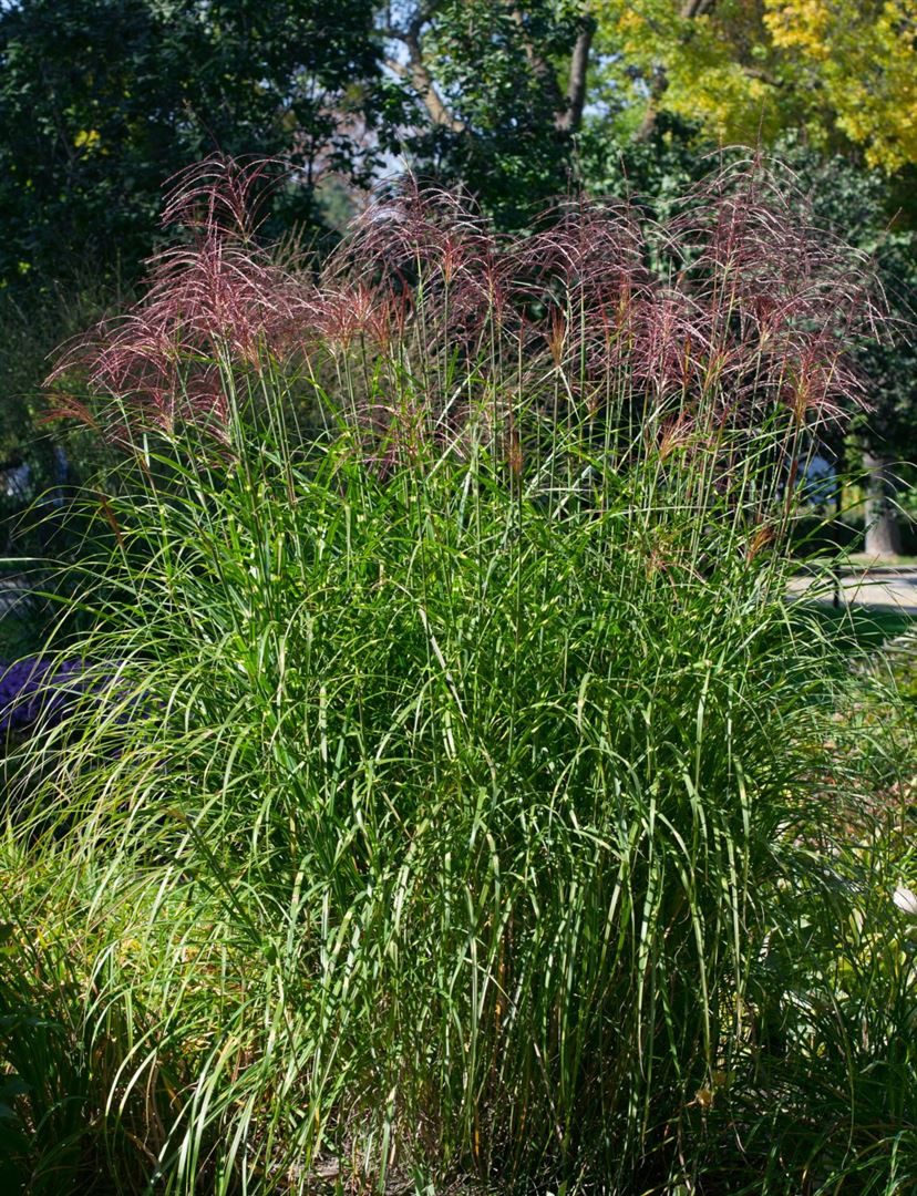 Pflanzen für Dich Gräser Miscanthus sinensis Pünktchen, 1 St., Chinaschilf, Zebraschilf, Stachelschweingras, gelbgrün, kompaktwüchsig