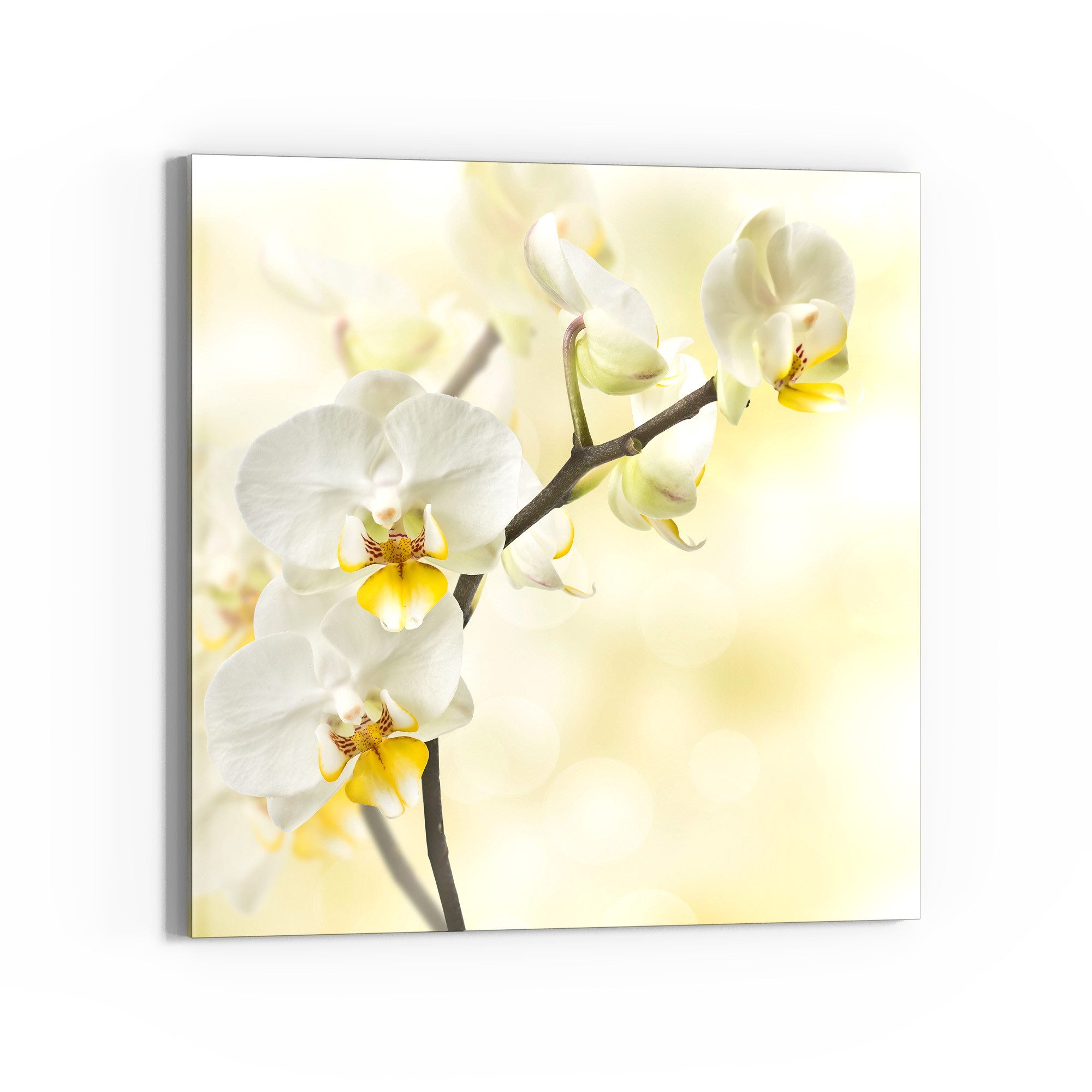DEQORI Glasbild 'Orchideenzauber', 'Orchideenzauber', Glas Wandbild Bild schwebend modern