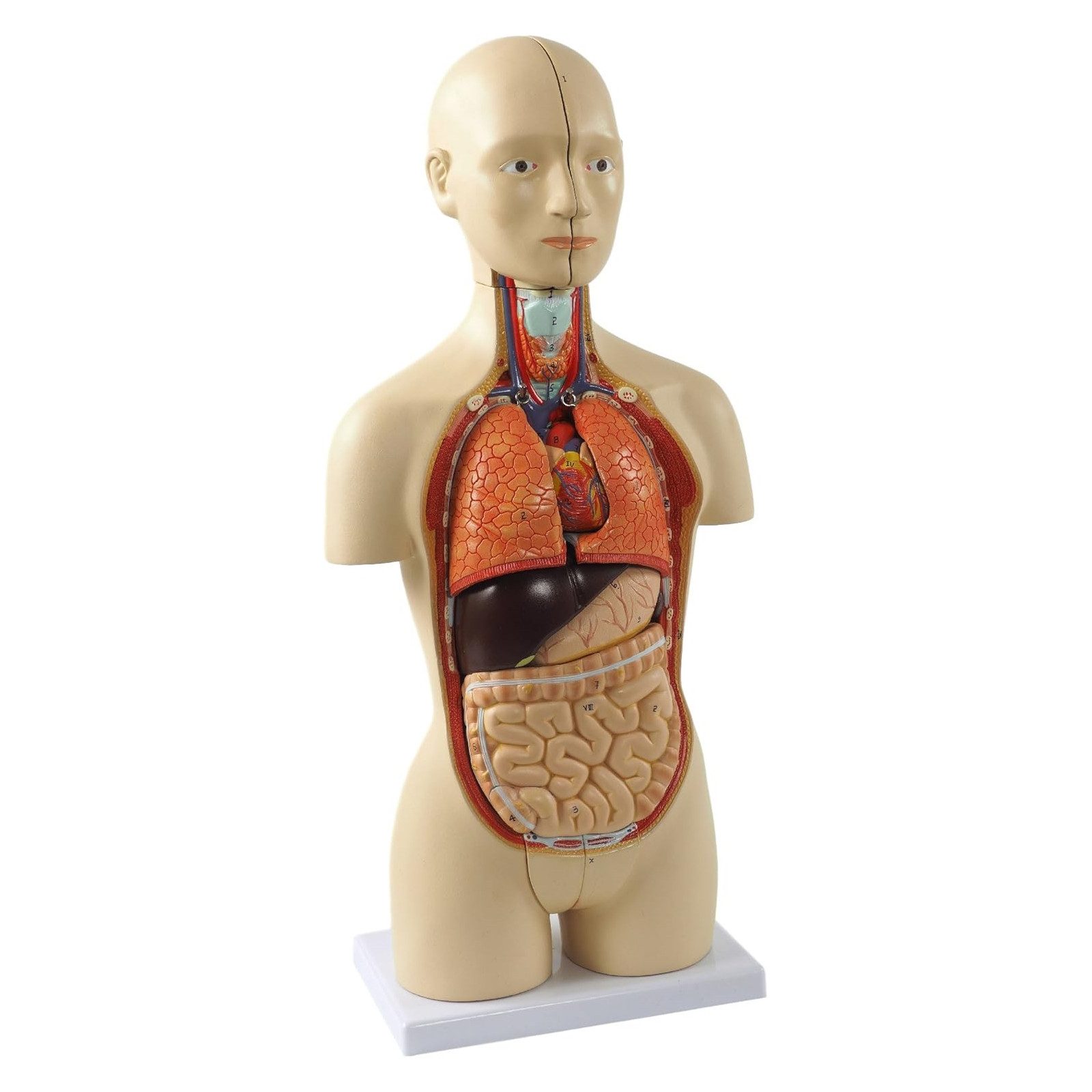Cranstein Scientific Dekoobjekt Mini Torso Anatomie Modell 42cm 16 teilig zweigeschlechtig Organe Gehi