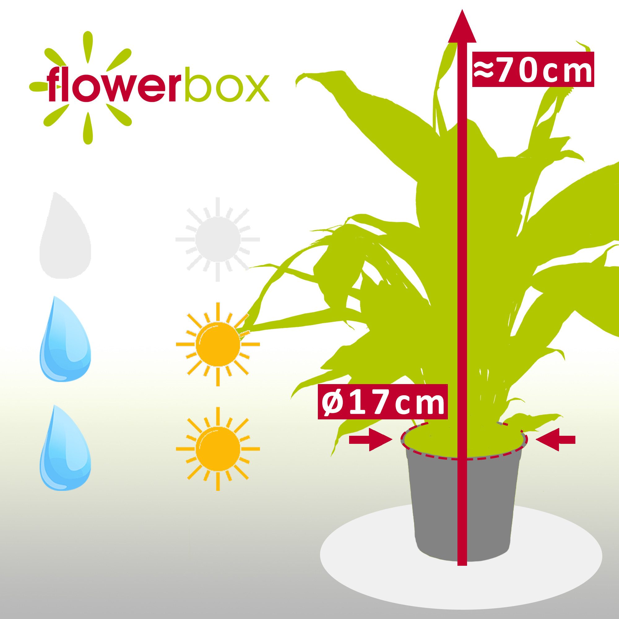 Flowerbox Zimmerpflanze Einblatt 4-8 Blüten/Knospen - Spathiphyllum, pflegeleicht - Höhe ca. 70 cm, Topf-Ø 17 cm – Bild 4 von 5