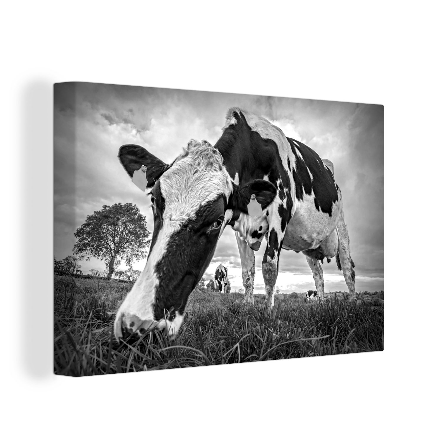 OneMillionCanvasses® Leinwandbild Eine grasende Friesenkuh in Nahaufnahme - schwarz und weiß, (1 St), Wandbild Leinwandbilder, Aufhängefertig, Wanddeko, 30x20 cm bunt