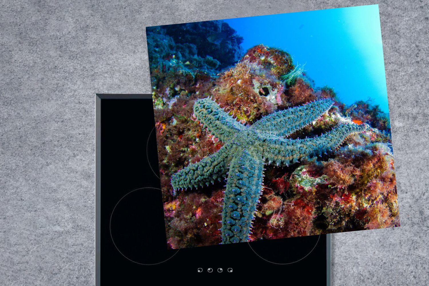 MuchoWow - 78x78 tlg), - Vinyl, küche für Ceranfeldabdeckung, cm, Tiere, Seesterne Arbeitsplatte Korallen (1 Herdblende-/Abdeckplatte