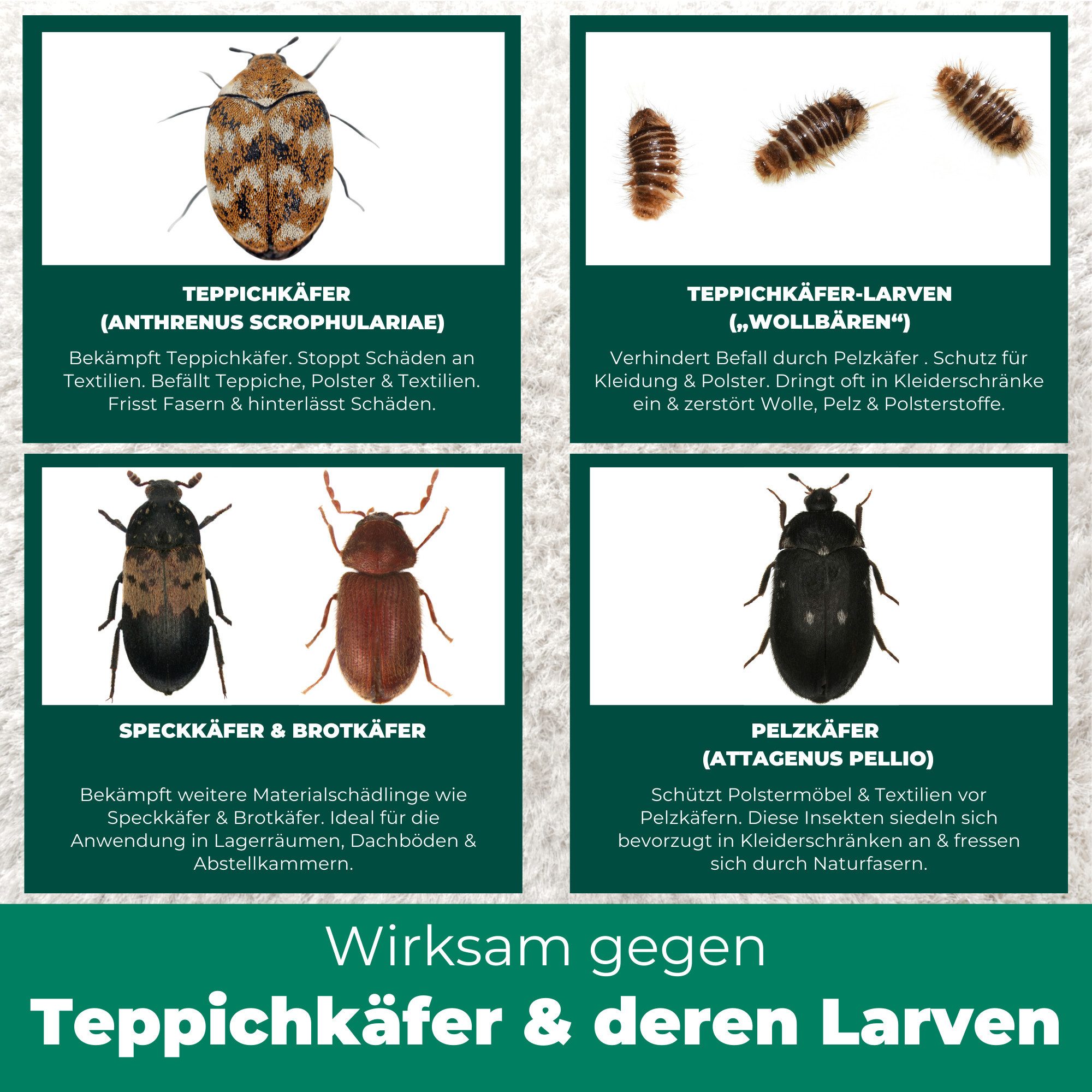 Silberkraft Insektenspray Teppichkäfer Spray- Teppichkäfer bekämpfen- Ungezieferspray, 500 ml, Effektive Abwehr von Teppichkäfern & Larven mit Repellent-Wirkung – Bild 4 von 5