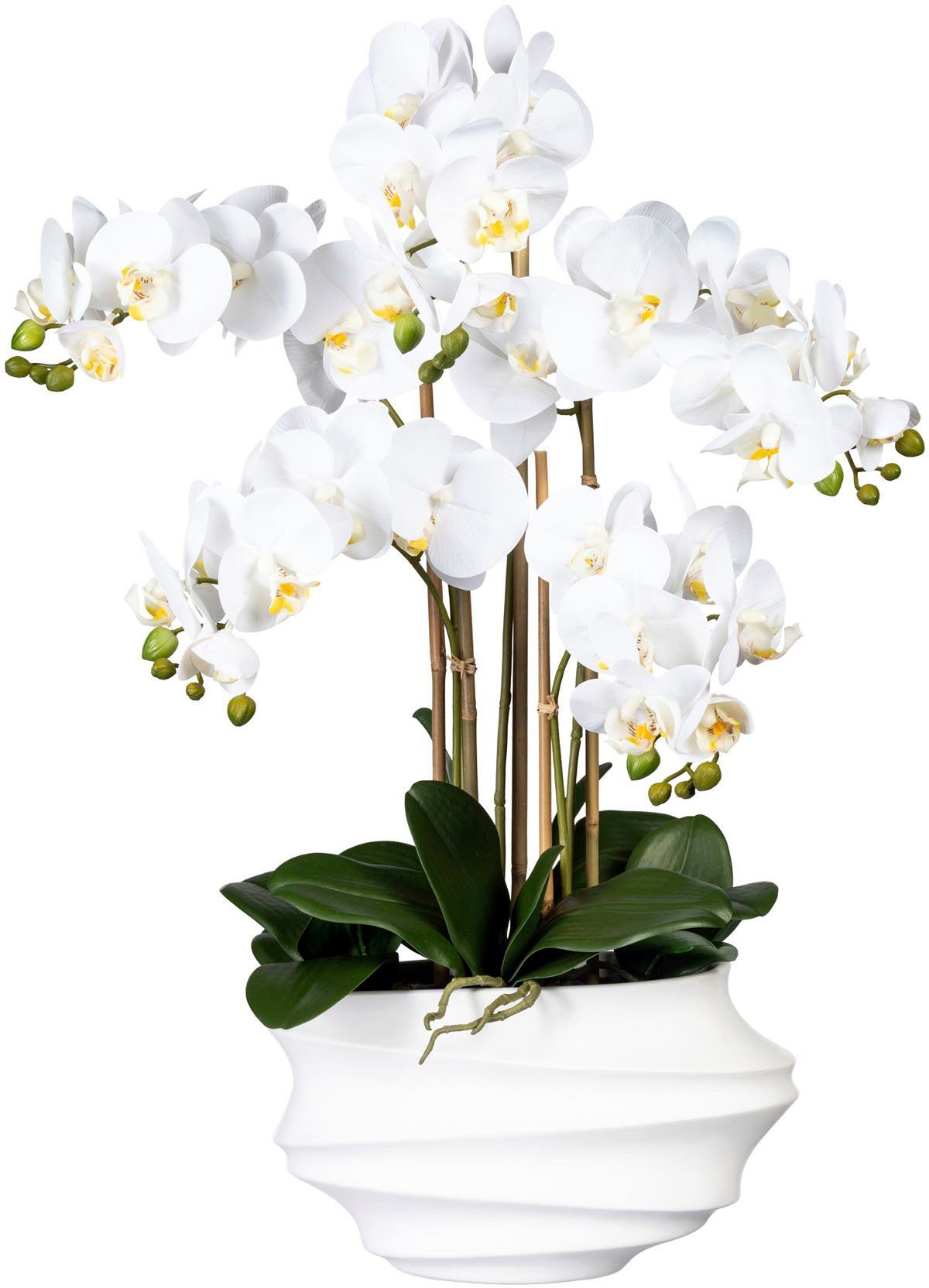 Kunstorchidee Phalaenopsis Orchidee Phalaenopsis, Creativ green, günstig online kaufen