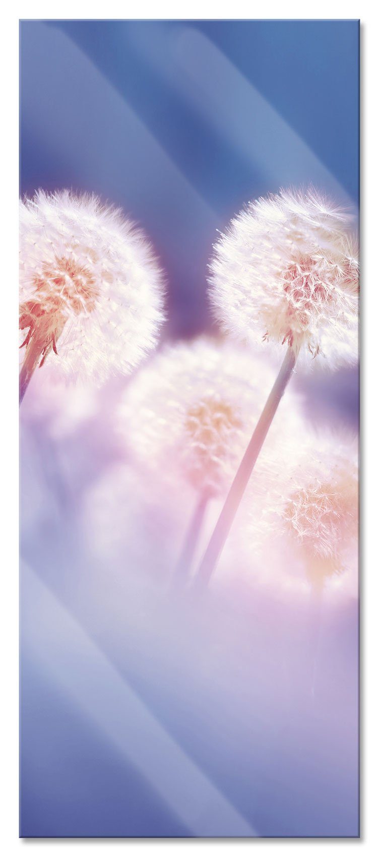 im inkl. Abstandshalter Glasbild und Aufhängungen (1 aus morgendlichen Pusteblumen im Glasbild Pixxprint Echtglas, St), Wind Pusteblumen morgendlichen Wind,