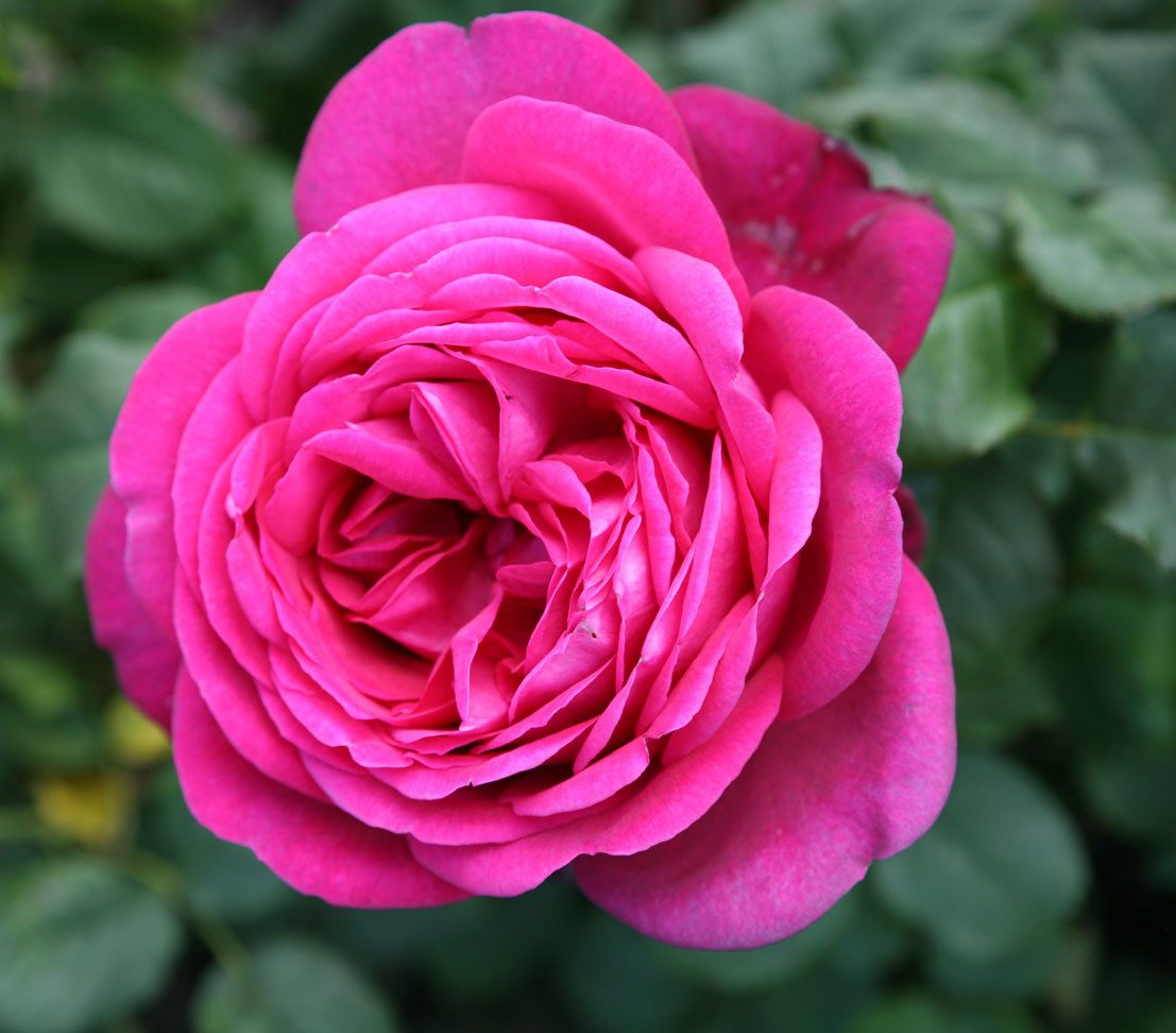 Dehner Edelrose J.W.v. Goethe Rose®, pinke Blüten, großblütig, gefüllt und duftend, Züchter Tantau