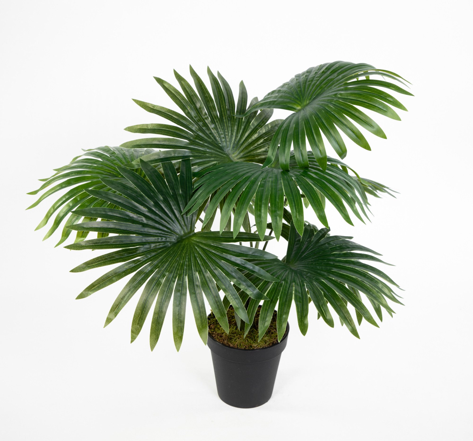 Kunstpflanze Fächerpalme Real Touch 40/50cm im Topf ZJ Kunstpalme künstlich günstig online kaufen