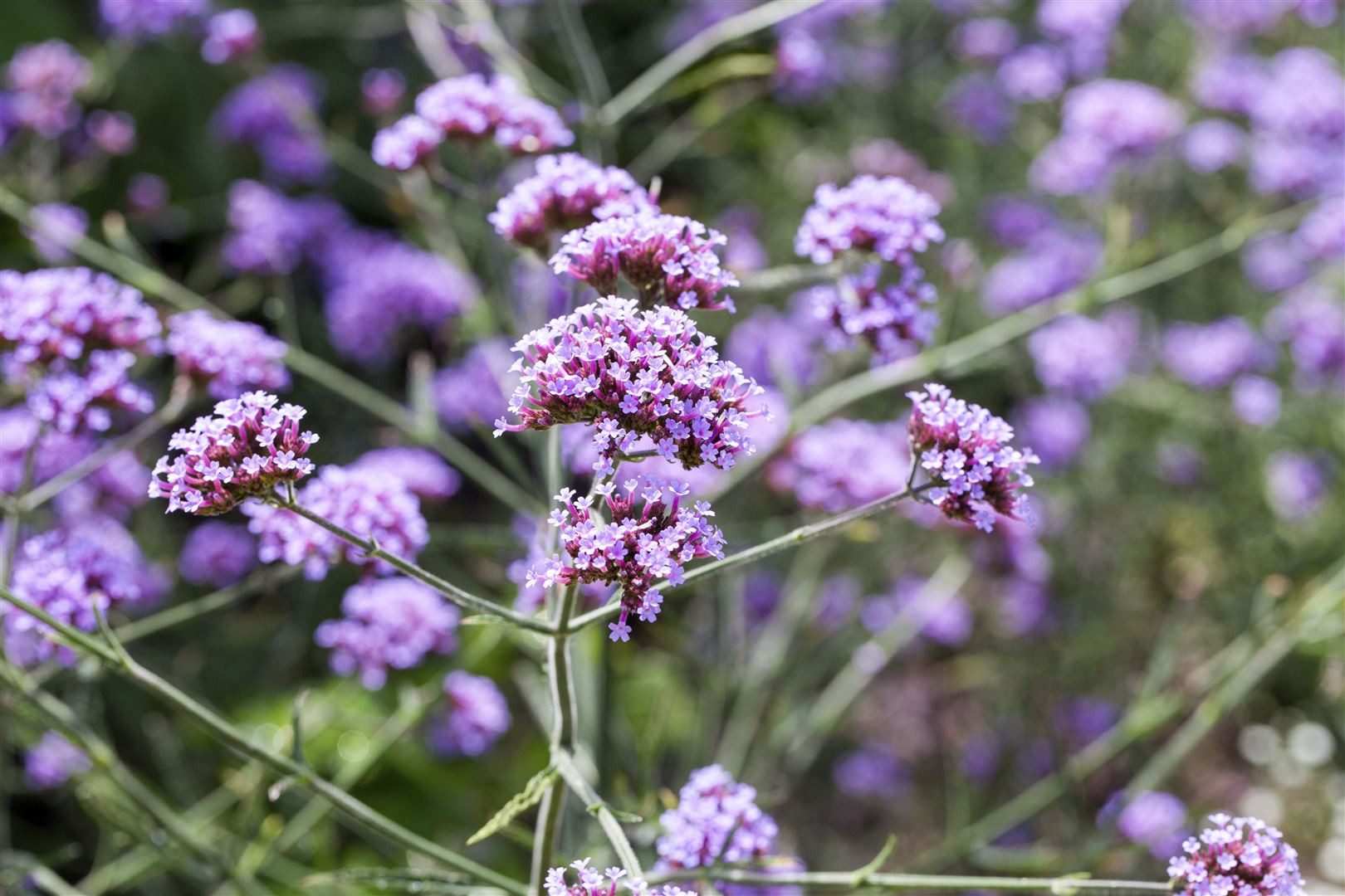 Pflanzen für Dich Staude Verbena bonariensis Lollipop, 1 St., Argentinisches Eisenkraut, Patagonisches Eisenkraut