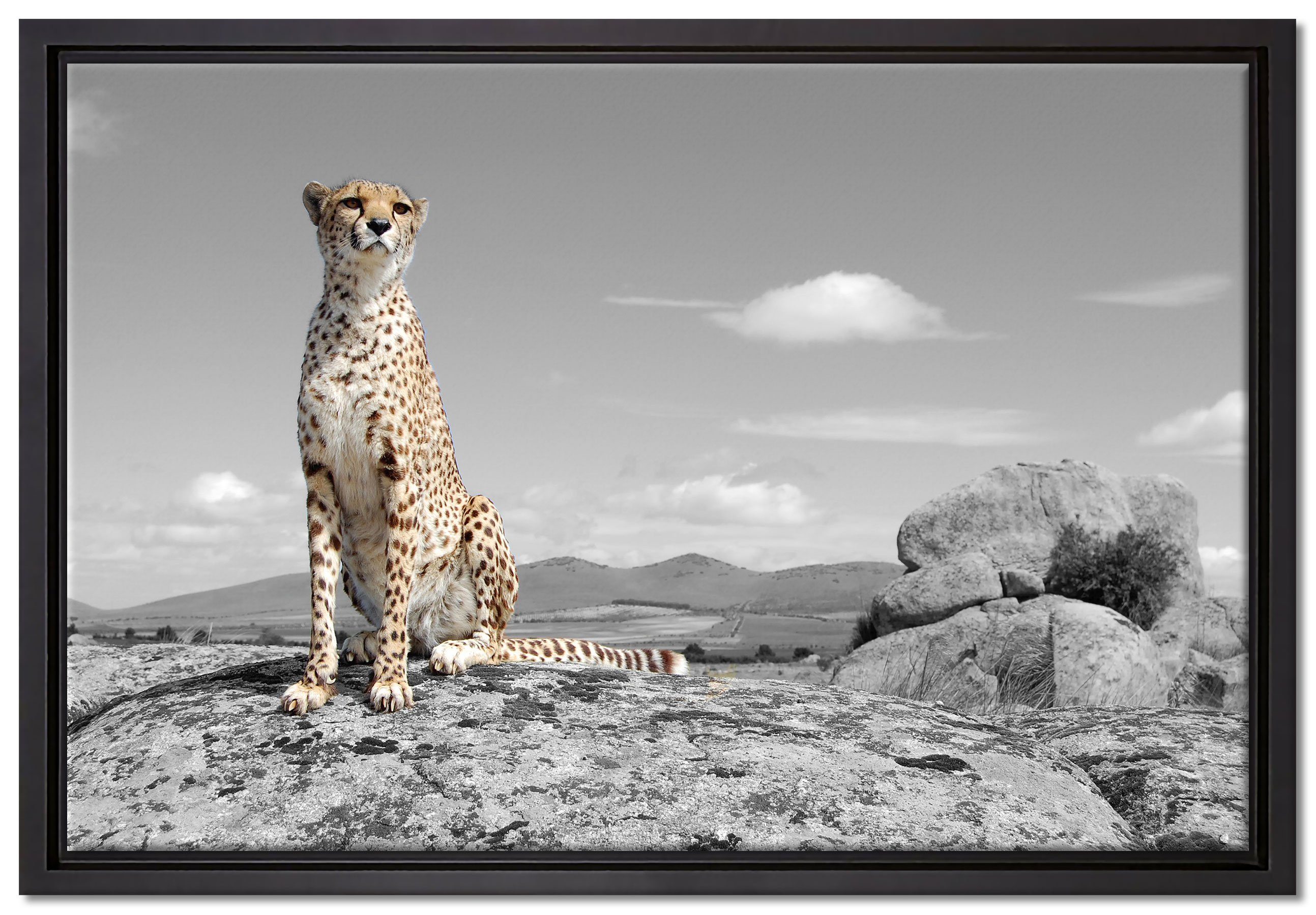 Pixxprint Leinwandbild stolzer Gepard, Wanddekoration (1 St), Leinwandbild fertig bespannt, in einem Schattenfugen-Bilderrahmen gefasst, inkl. Zackenaufhänger