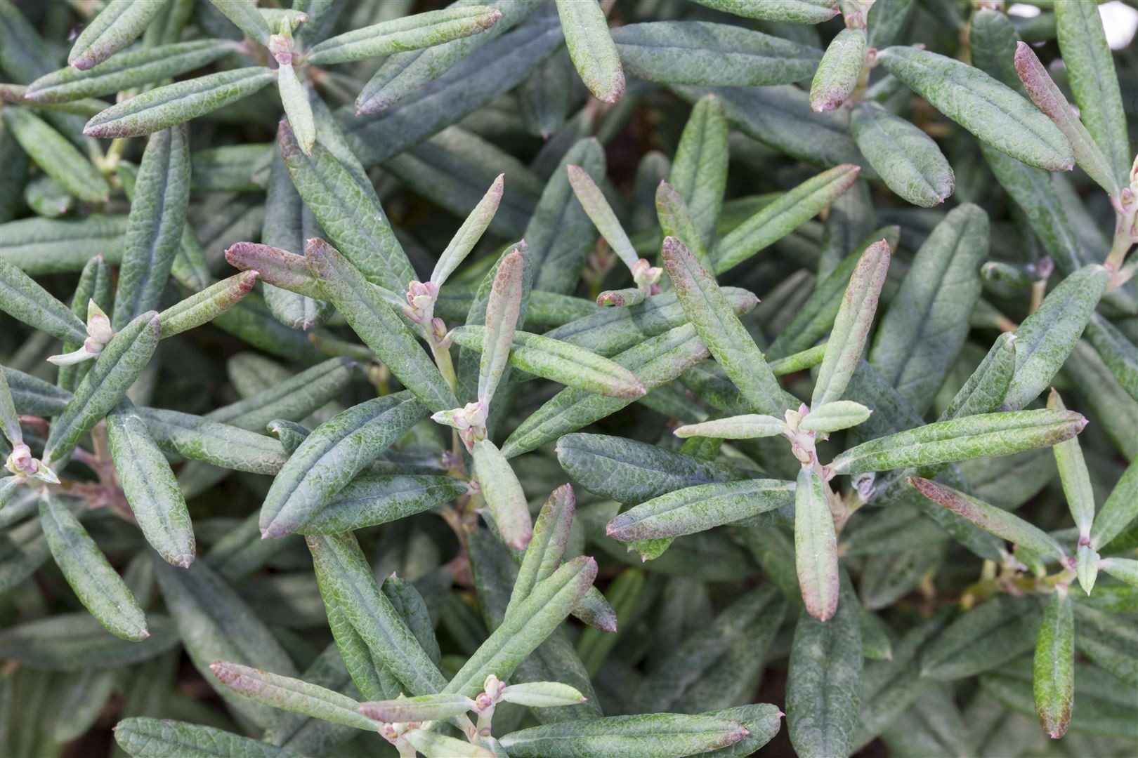 Pflanzen für Dich Gehölze Andromeda polifolia Blue Ice, 1 St., Lavendelheide, Rosmarinheide