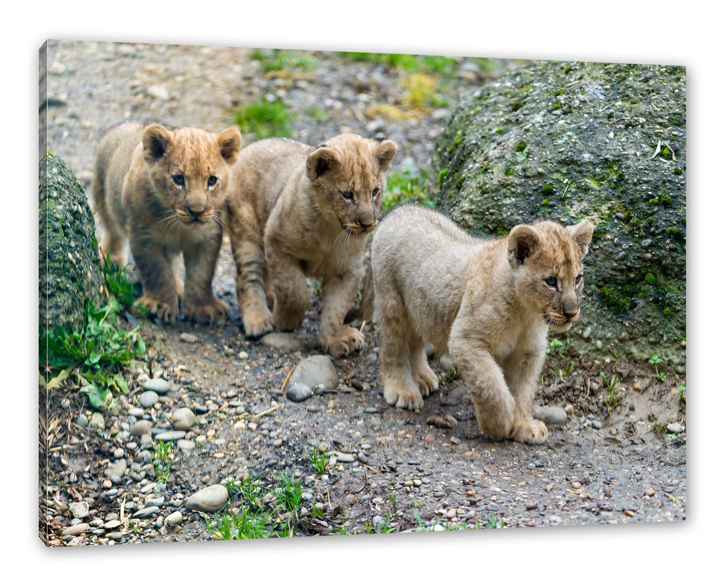 fertig Leinwandbild bespannt, Löwenjungtiere, niedliche Leinwandbild St), (1 Löwenjungtiere niedliche Zackenaufhänger inkl. Pixxprint