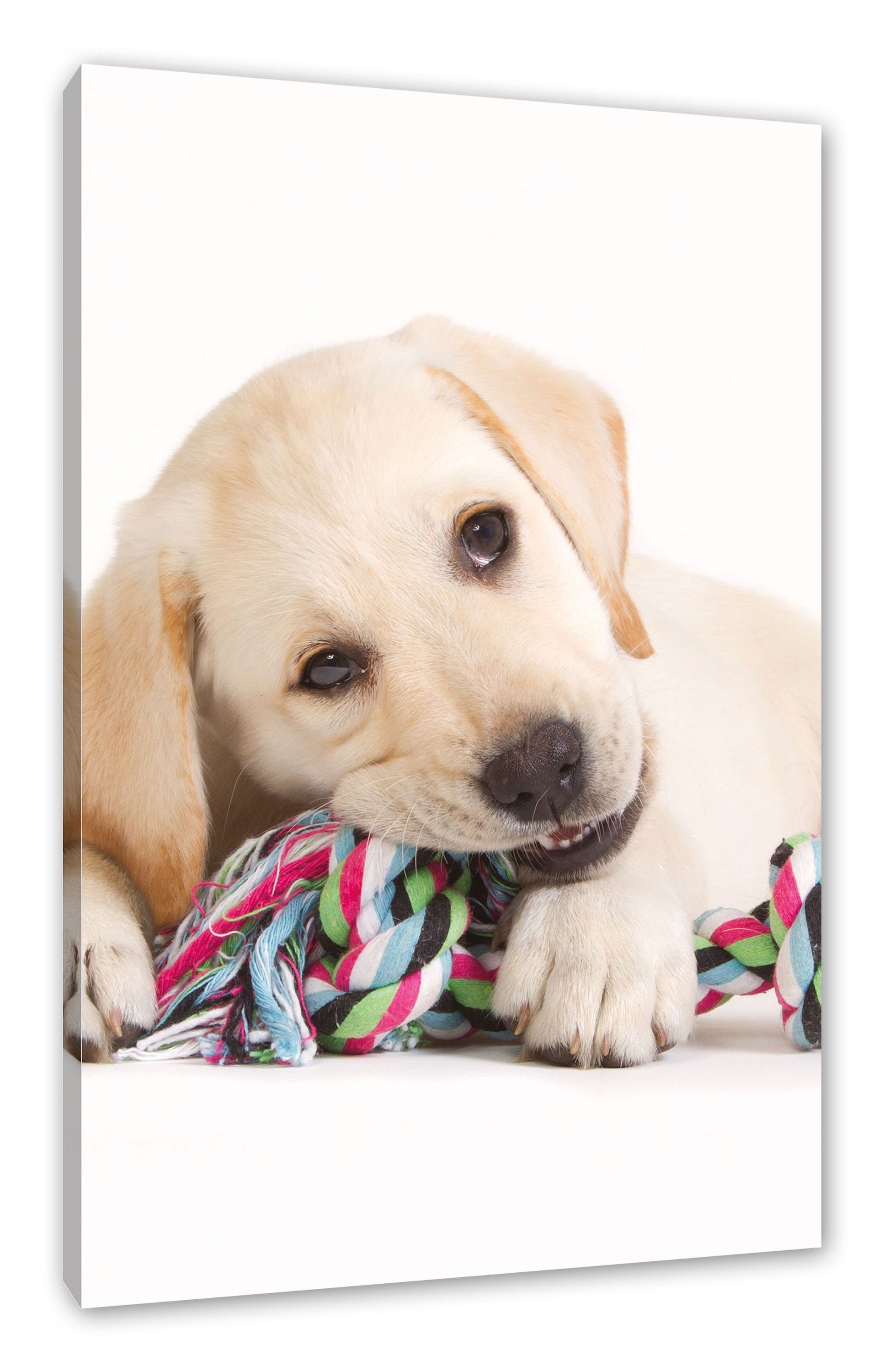 Pixxprint Leinwandbild Hundewelpe, inkl. St), (1 bespannt, fertig Leinwandbild Zackenaufhänger Hundewelpe