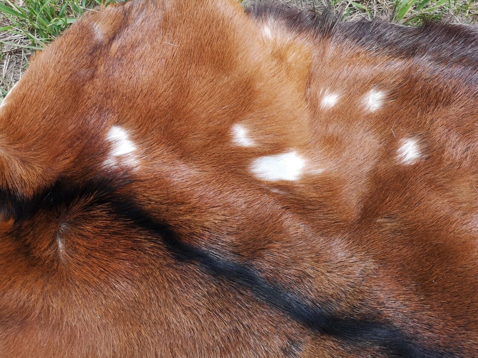 Provellus Fellteppich Echte Ziegenfelle Stark Beschädigt Leder Weich Unikat Große Auswahl, 30-50 cm