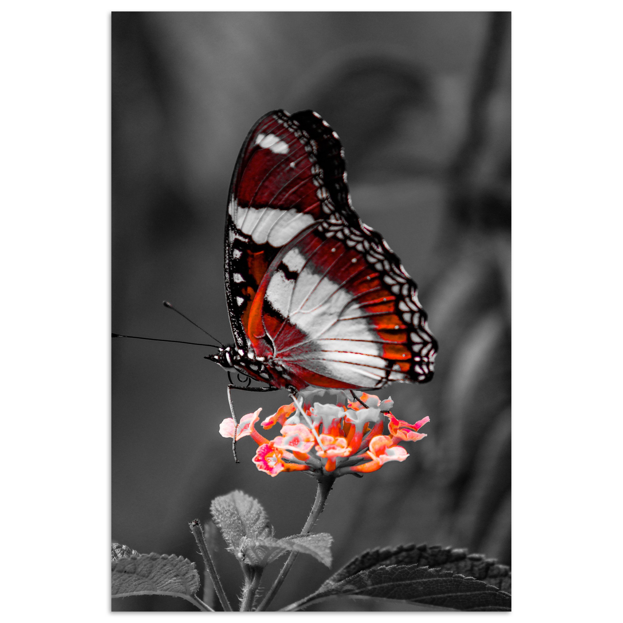 MuchoWow Poster Schmetterling - Tiere - Blumen - Schwarz und weiß - Orange, (1 St), Poster ohne Rahmen, Wandbild, Wandposter, 20x30 cm