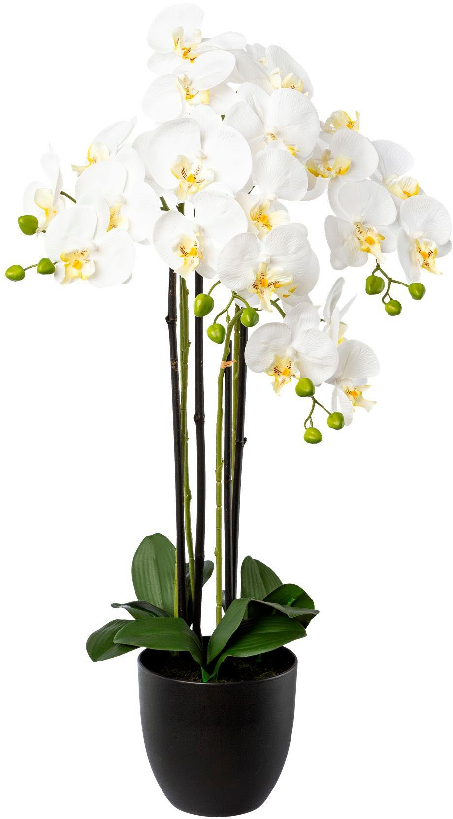 Kunstorchidee Phalaenopsis im Resintopf Orchidee Phalaenopsis, Creativ green, Höhe 83 cm, mit Real-Touch-Blüten