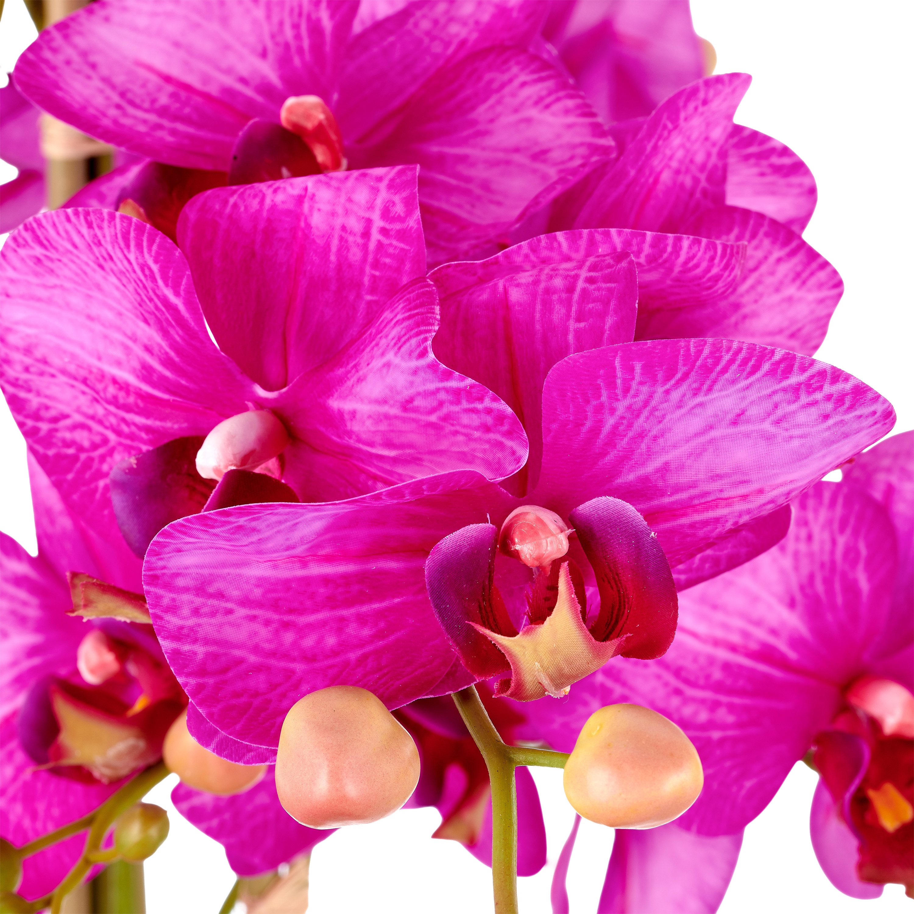 Kunstorchidee Phalaenopsis, Creativ green