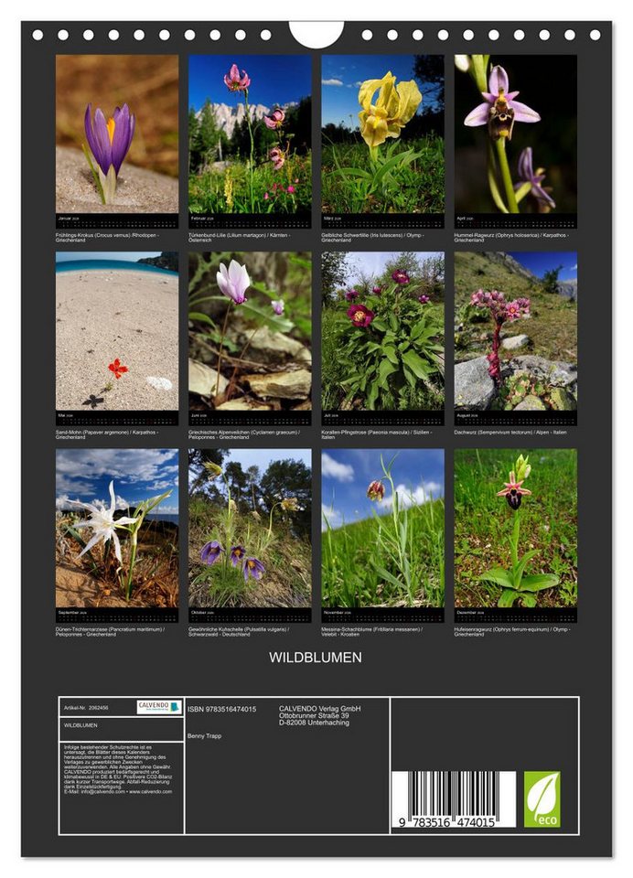 Thumbnail - CALVENDO Wandkalender WILDBLUMEN (Wandkalender 2026 DIN A4 hoch), CALVENDO Monatskalender