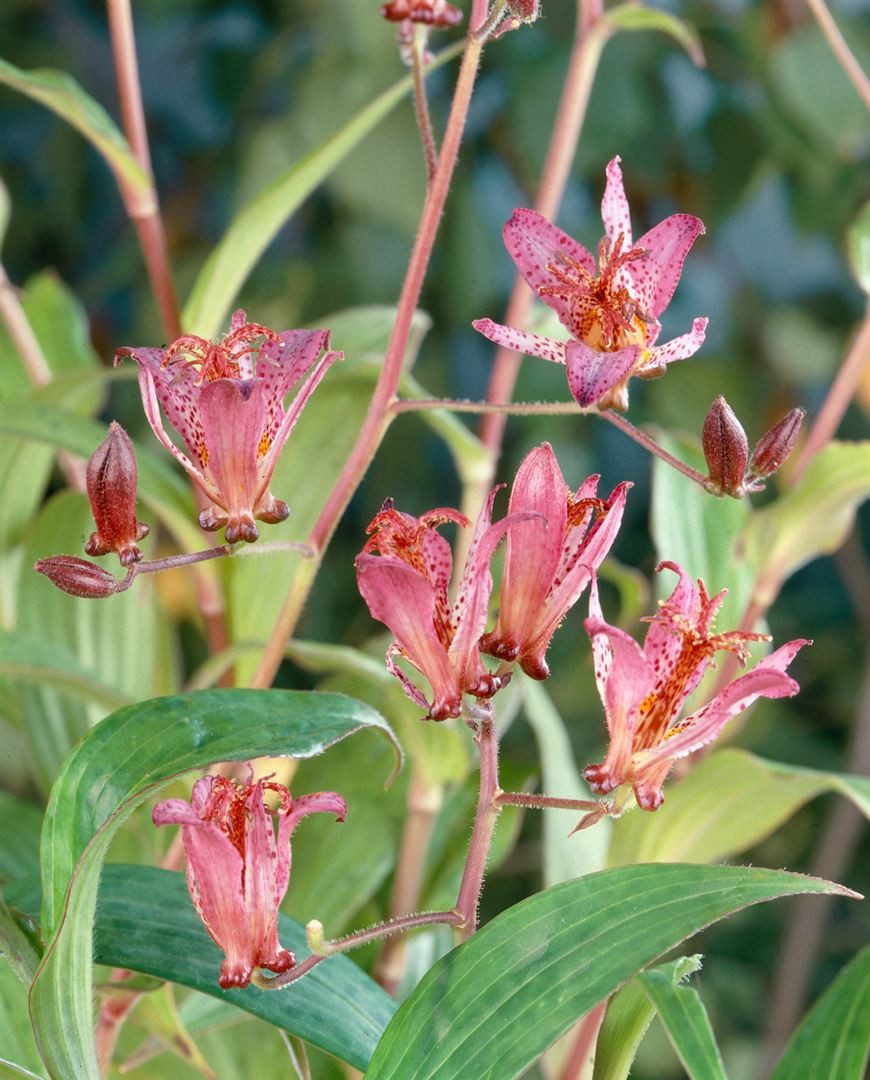 Pflanzen für Dich Staude Tricyrtis hirta, 1 St., Japanische Krötenlilie, Krötenlilie