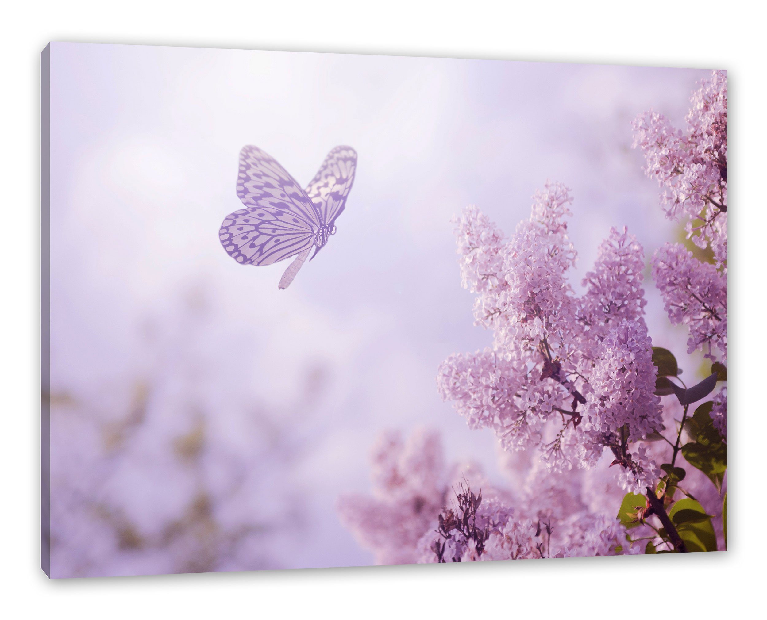 (1 Schmetterling Kirschblüten inkl. Leinwandbild Pixxprint Leinwandbild Kirschblüten, St), Zackenaufhänger Schmetterling bespannt, fertig
