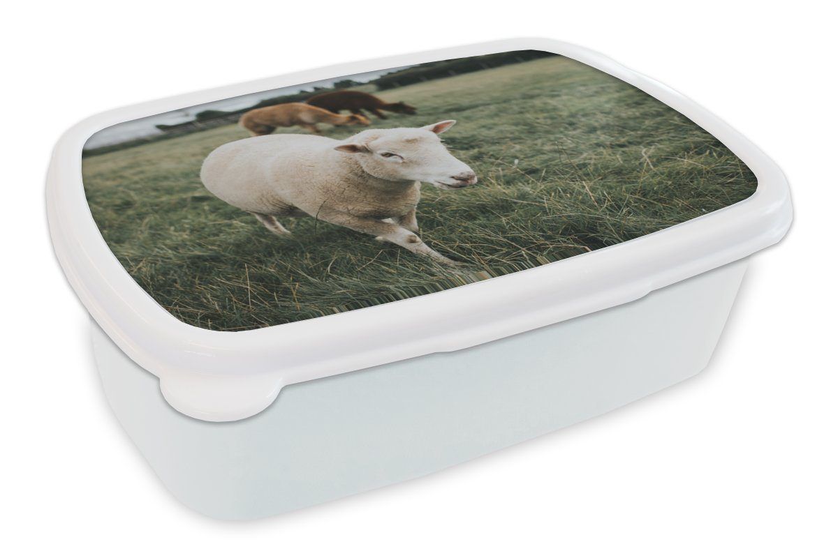 MuchoWow Lunchbox Schafe - Tiere - Gras, Kunststoff, (2-tlg), Brotbox für Kinder und Erwachsene, Brotdose, für Jungs und Mädchen weiß