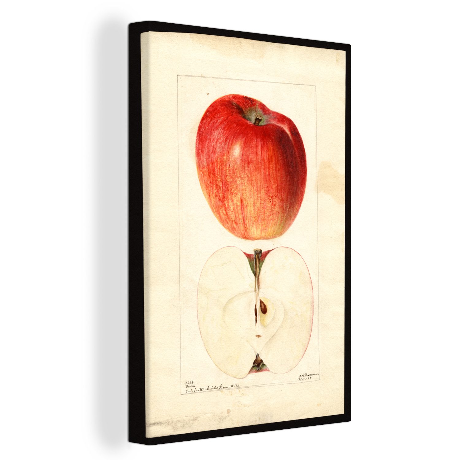 OneMillionCanvasses® Leinwandbild Dirpow, Apfel - Gemälde von Deborah Griscom Passmore, (1 St), Leinwandbild fertig bespannt inkl. Zackenaufhänger, Gemälde, 20x30 cm