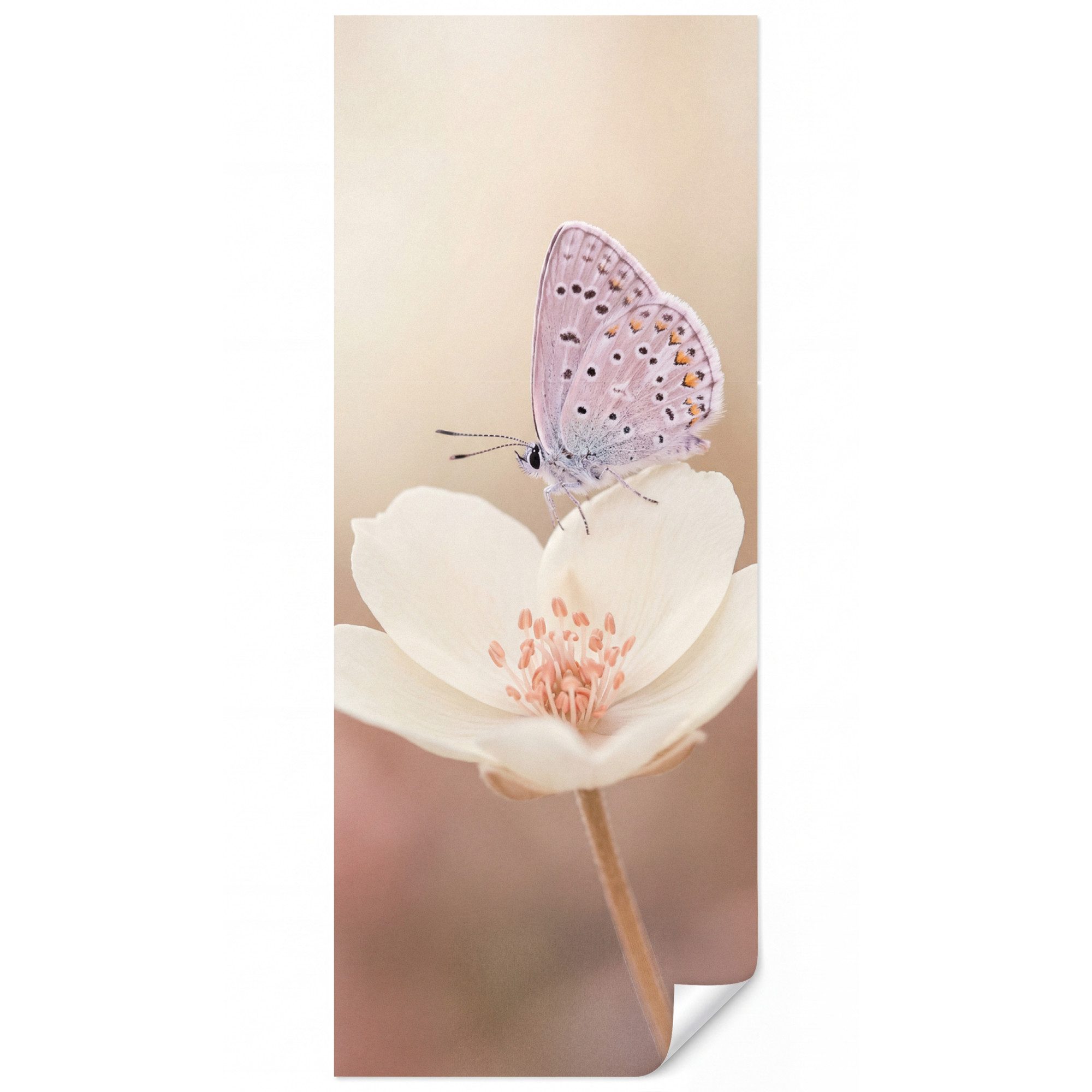 OnlyWow Fototapete Schmetterling - Blume - Blau, Matt, bedruckt, Wohnzimmer, Küche, Wandtapete, Wanddekoration 120x280cm