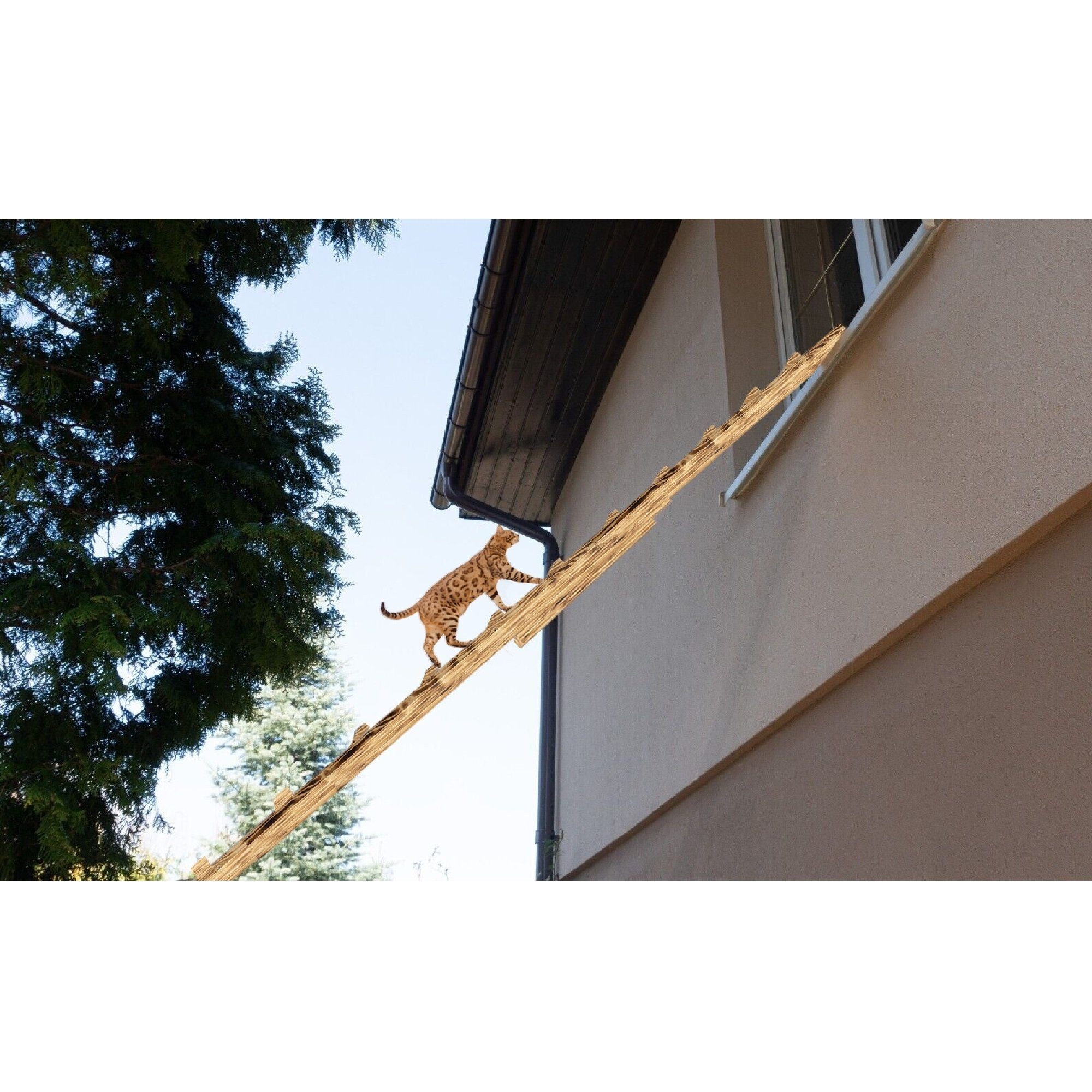 QLS Haustiertreppe Katzenleiter Geflammt und Geölt (VARIANTEN zur Auswahl), günstig online kaufen