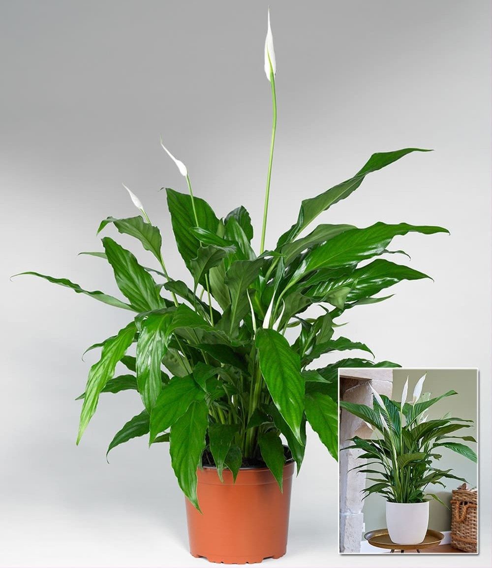 BALDUR Garten Zimmerpflanze Spathiphyllum ca. 55-65 cm hoch, 1 St., Scheidenblatt, pflegeleicht