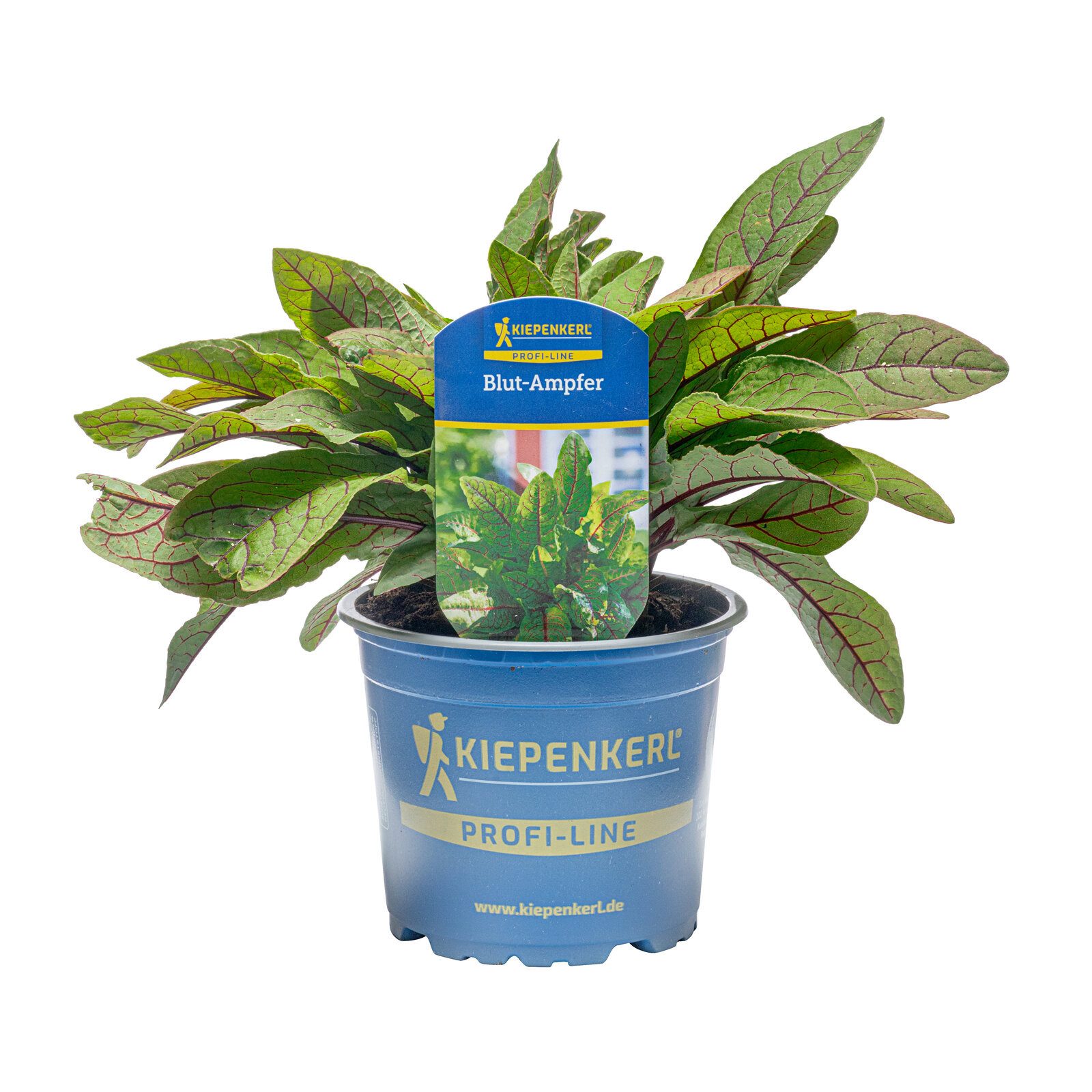 Pflanzen für Dich Gewürzkraut Blut-Sauerampfer 12cm Topf