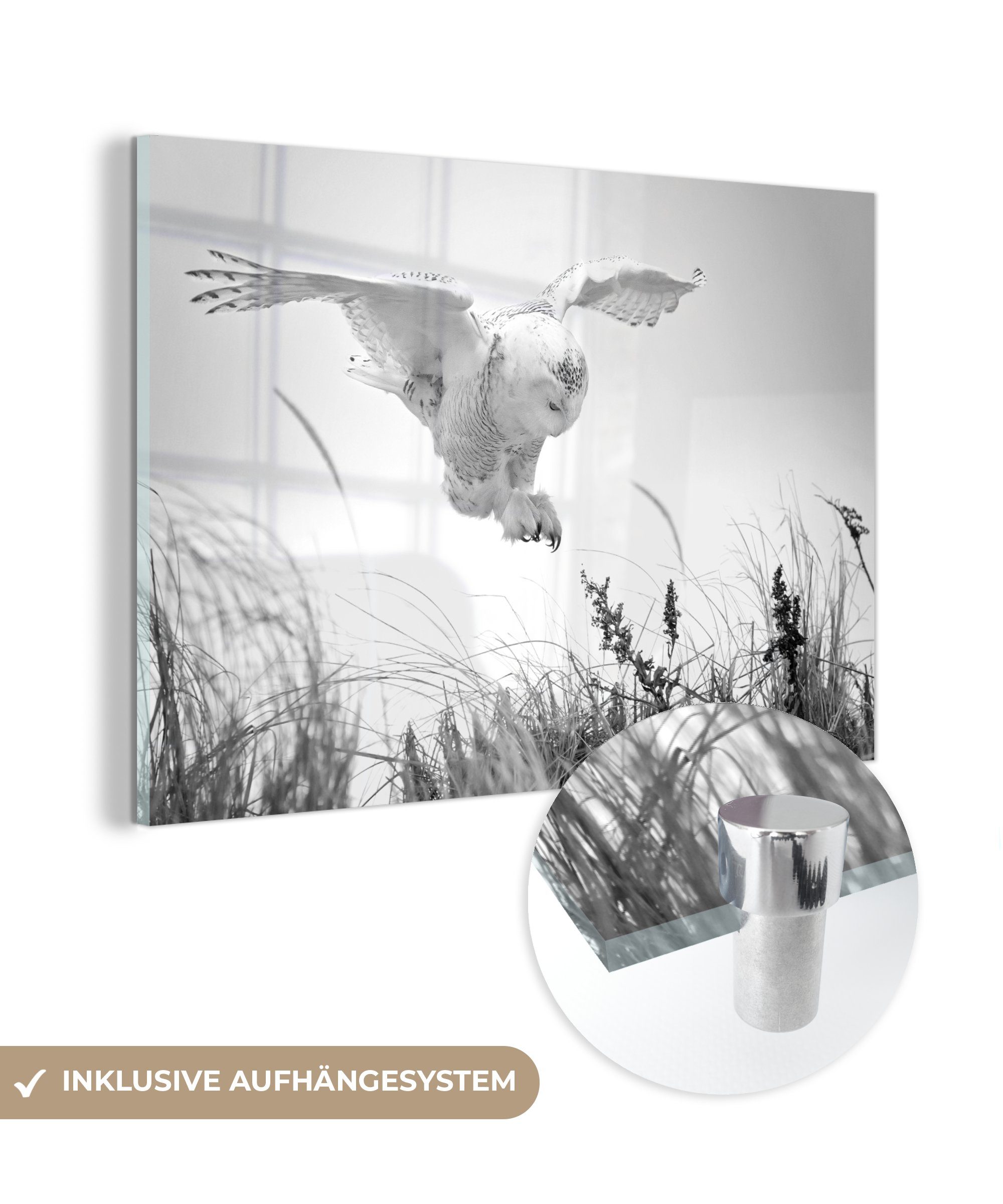 MuchoWow Acrylglasbild Schneeeule landet auf einer Sanddüne - schwarz und weiß, (1 St), Acrylglasbilder Wohnzimmer & Schlafzimmer