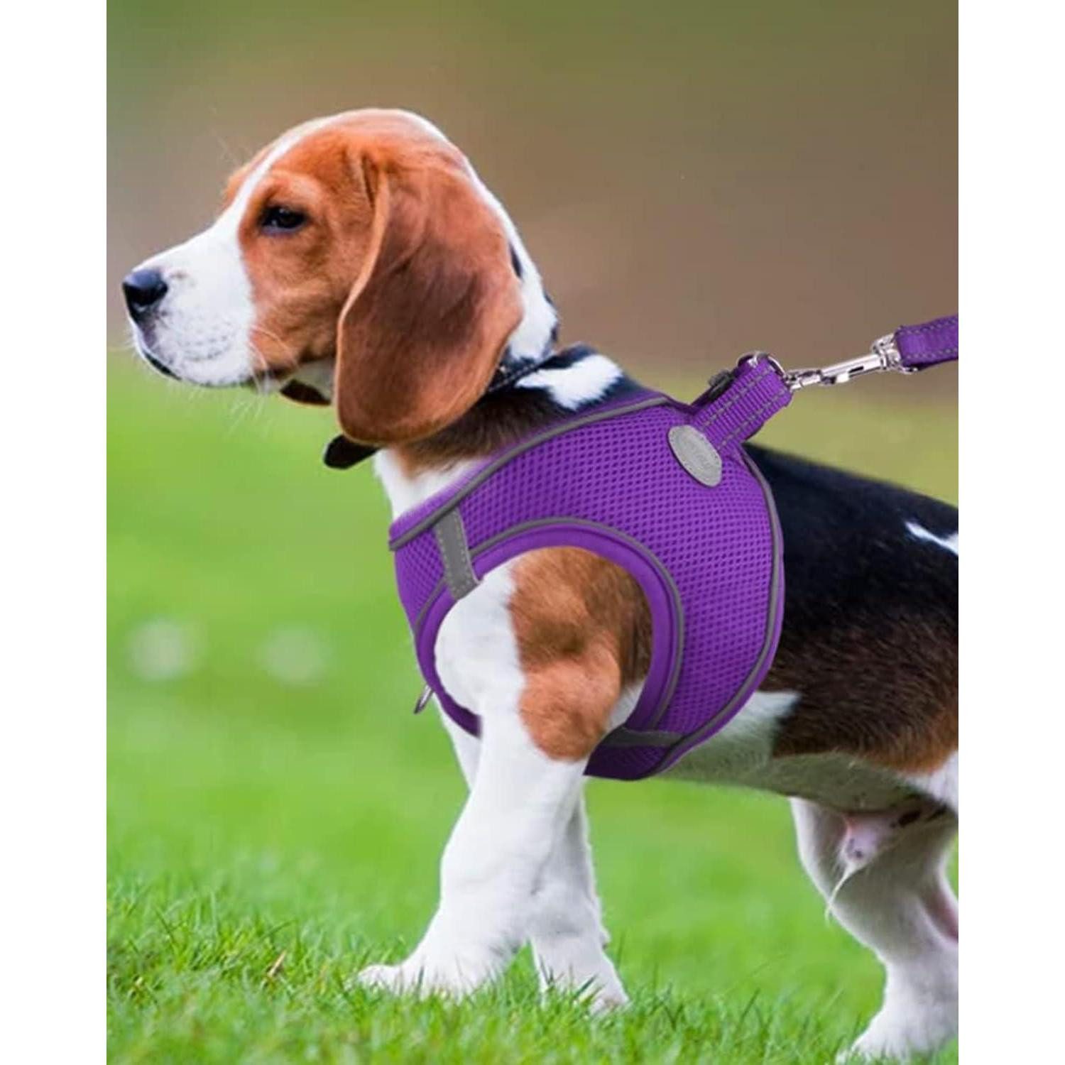 LuxusKollektion Hunde-Geschirr Hundegeschirr Brustgeschirr reflektierend Mesh XL-Brust:55-61cm Lila