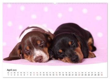 CALVENDO Wandkalender Süße Träume 2023 - schlafende Hundewelpen (Premium, hochwertiger DIN A2 Wandkalender 2023, Kunstdruck in Hochglanz)