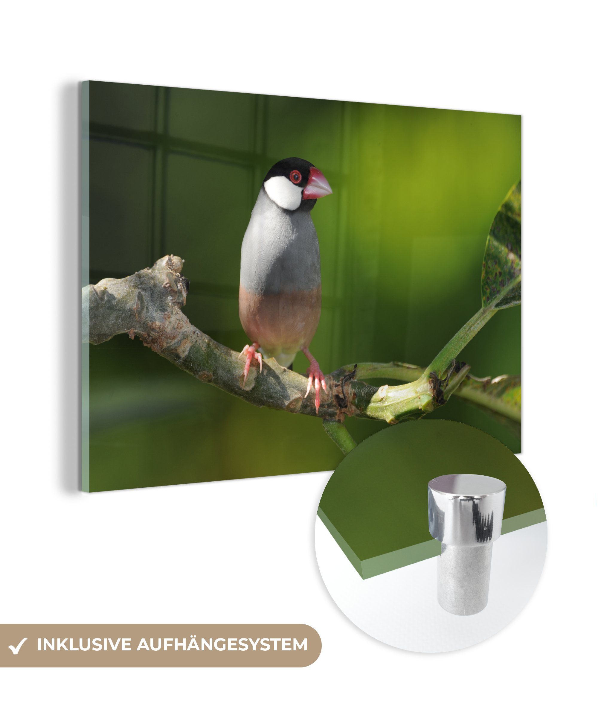 (1 Acrylglasbilder MuchoWow Wohnzimmer einem Acrylglasbild auf Schlafzimmer sitzt eines Plumaria-Baumes, & Reisvogel St), Ast