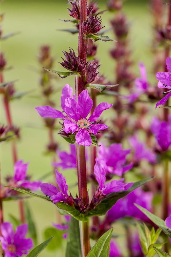 Pflanzen für Dich Staude Lythrum salicaria, 1 St., Blutweiderich, Gewöhnlicher Blutweiderich