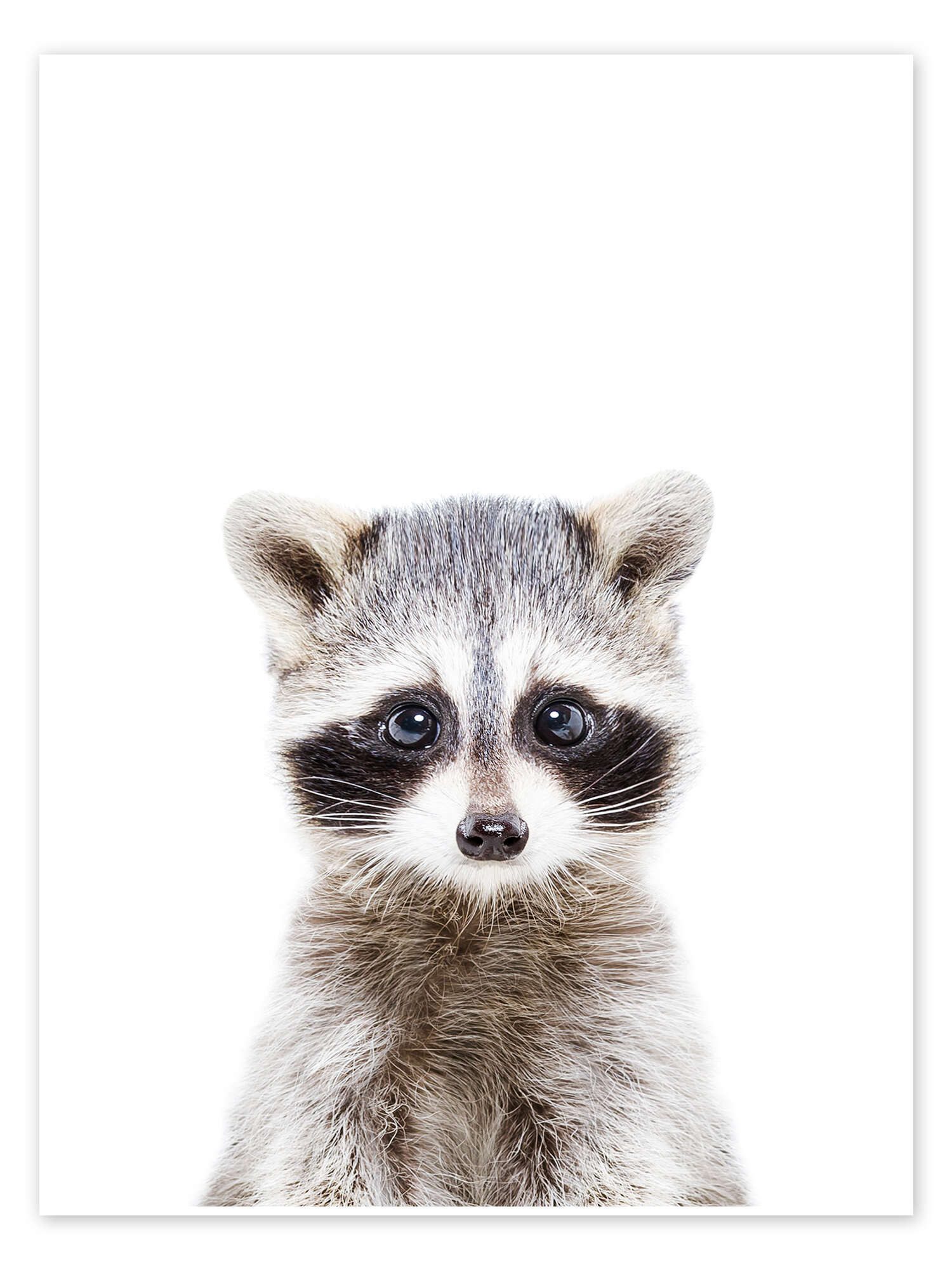 Posterlounge Wandbild Babywaschbär, Sisi And Seb, erhältlich als Poster, Leinwandbild, Wandsticker oder Acrylglasbild